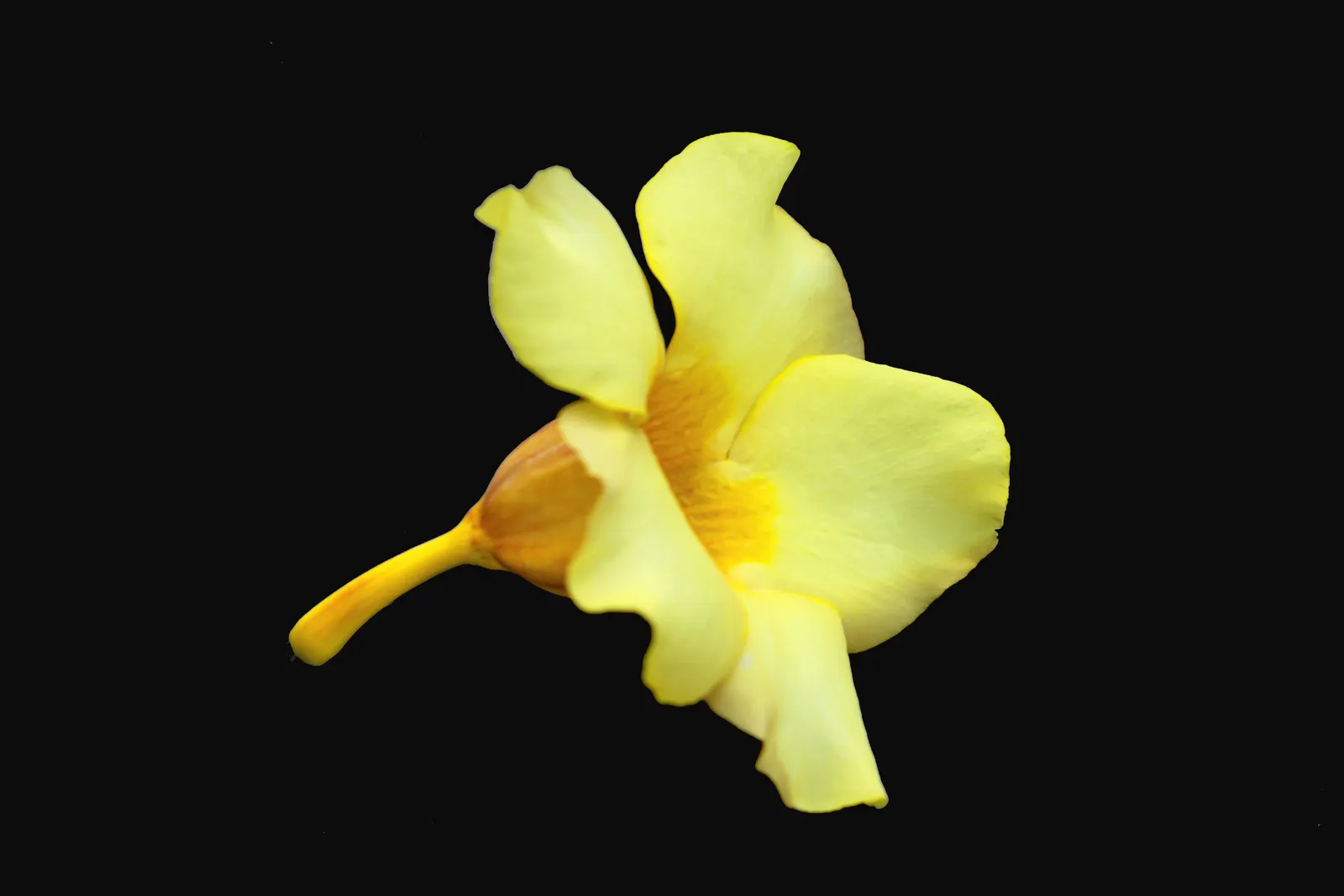 Golden Trumpet, Allamanda (Allamanda Cathartica) — Regular pruning maintains shape, and caution is advised as sap may cause skin irritation, image 80