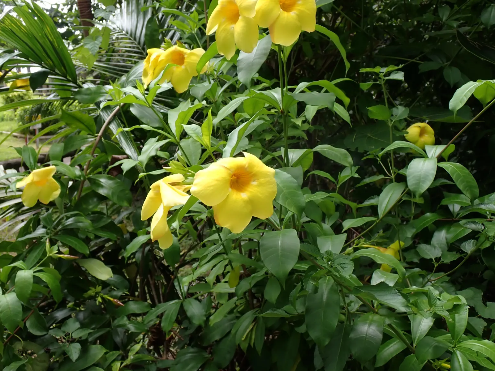 Golden Trumpet, Allamanda (Allamanda Cathartica) — and maintained at a mildly acidic to neutral pH level.<br><br>Frequent watering is necessary, image 167
