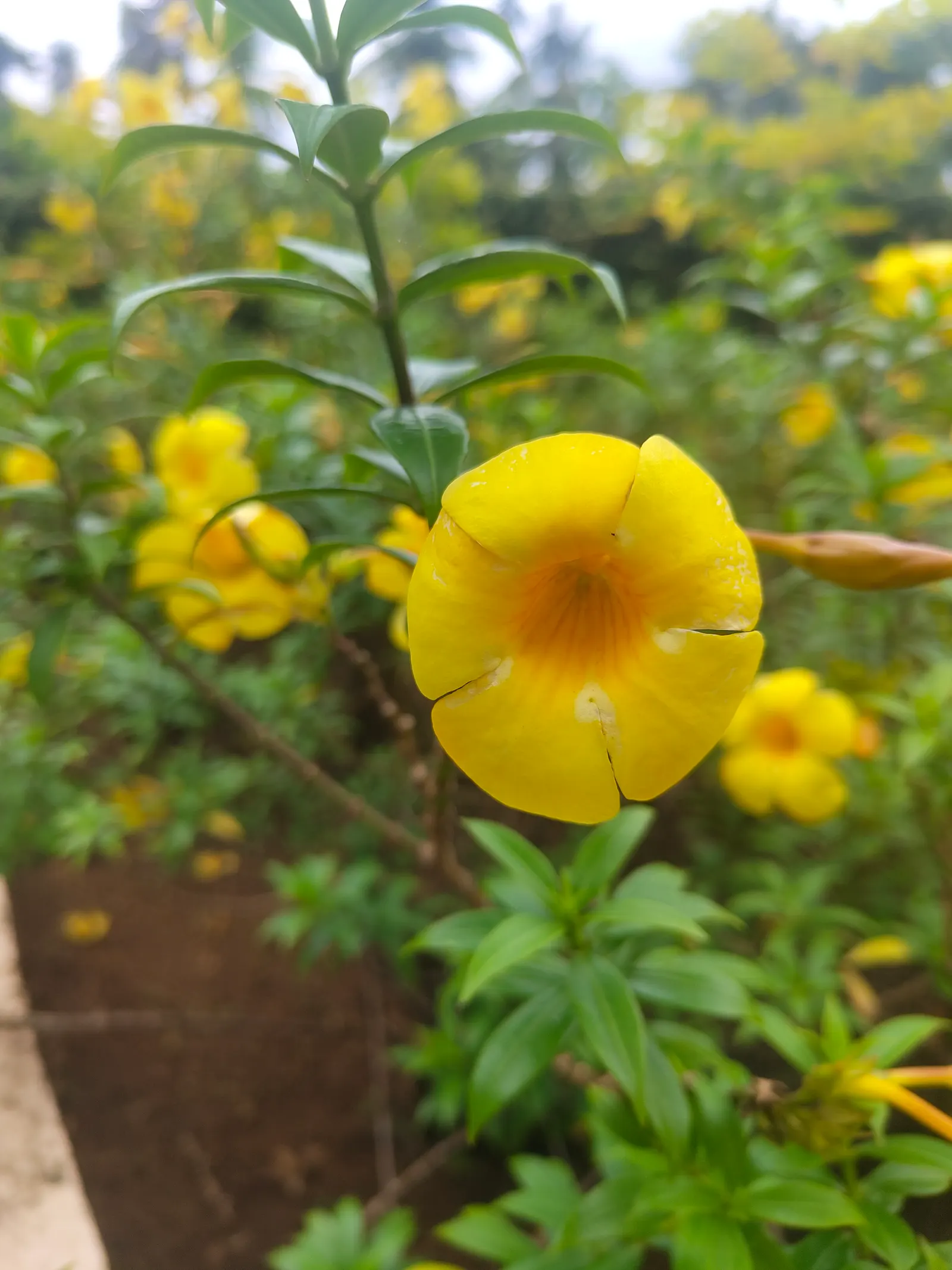 Golden Trumpet, Allamanda (Allamanda Cathartica) — Adds a lush, tropical flair to any landscape; with a spread of 3 to 4 feet if well-maintained, image 81