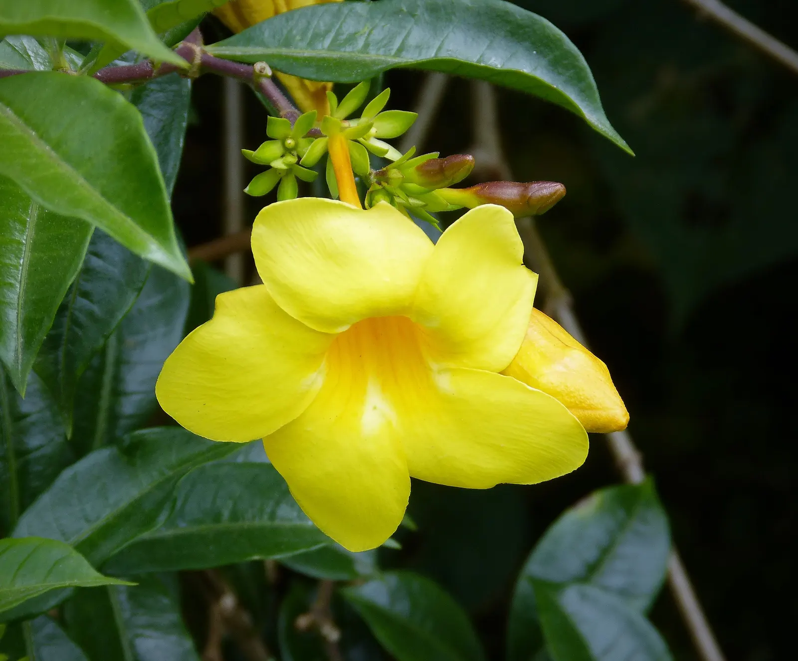 Golden Trumpet, Allamanda (Allamanda Cathartica) — commonly referred to as the Golden Trumpet; the Golden Trumpet is ideal for covering trellises, image 57