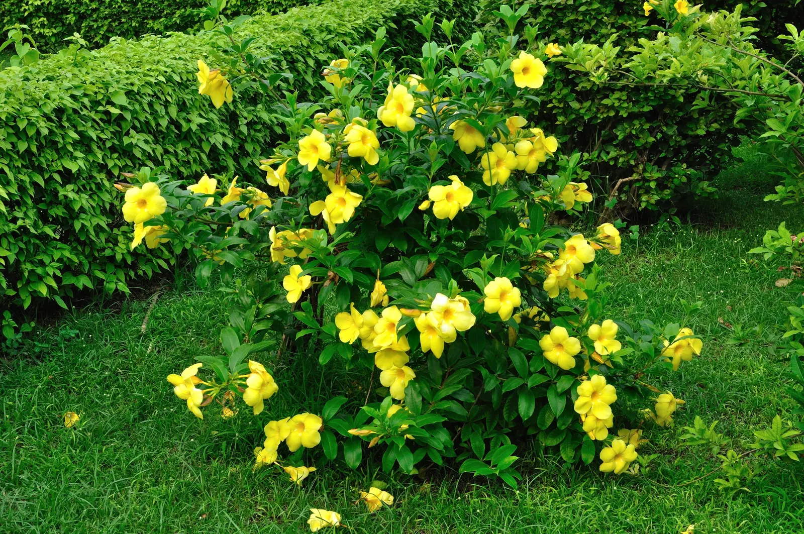 Golden Trumpet, Allamanda (Allamanda Cathartica) — Thriving in USDA zones 9-11, it prefers full sun and well-draining soil, reaching heights of, image 29