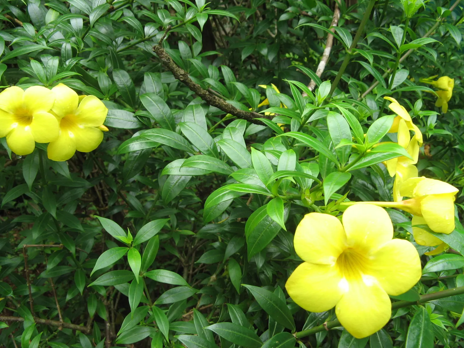 Golden Trumpet, Allamanda (Allamanda Cathartica) — present a striking contrast against the plant's glossy