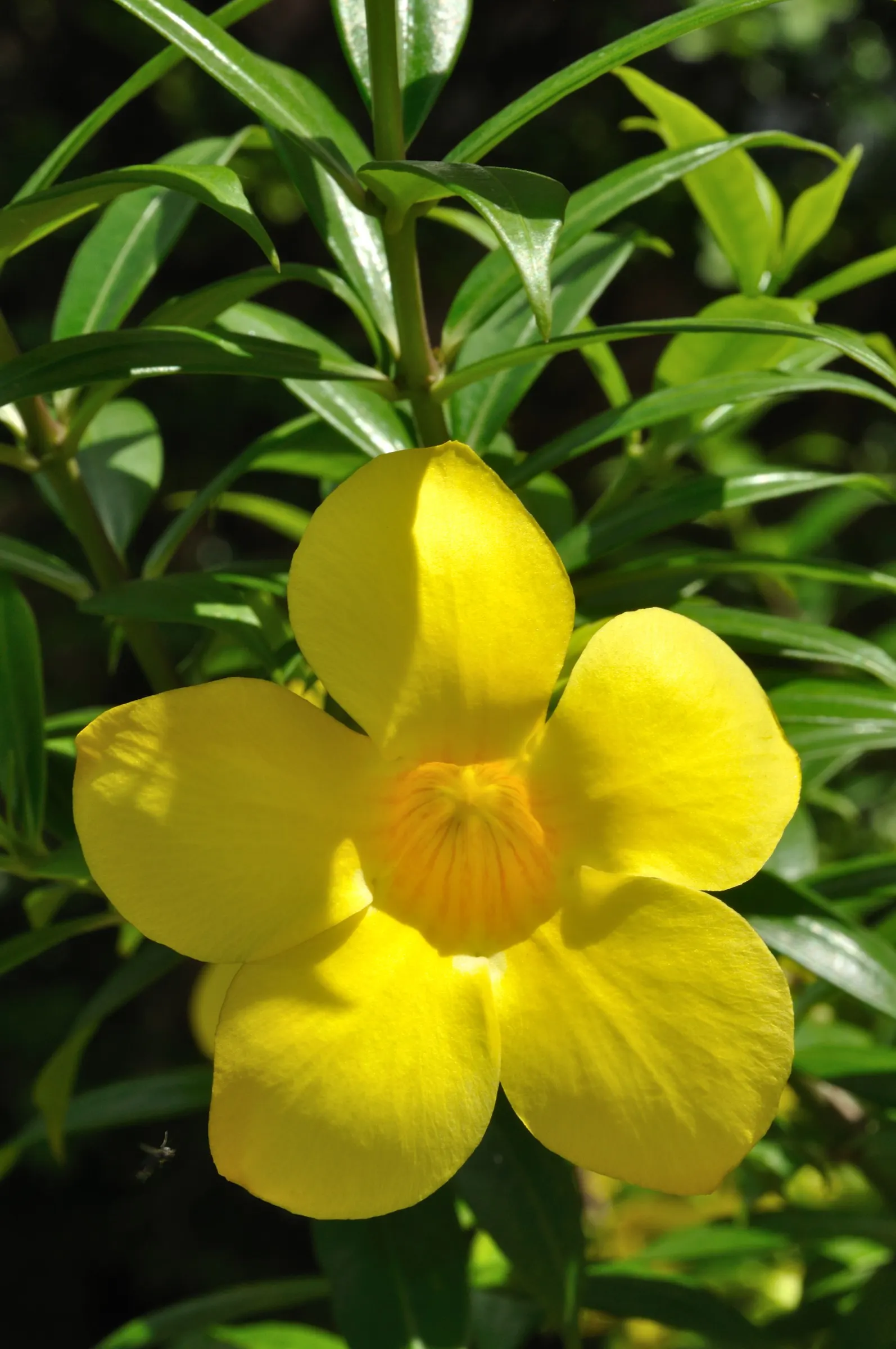 Golden Trumpet, Allamanda (Allamanda Cathartica) — it requires a minimum of 6 hours of sunlight daily; it showcases glossy leaves and stunning, image 115