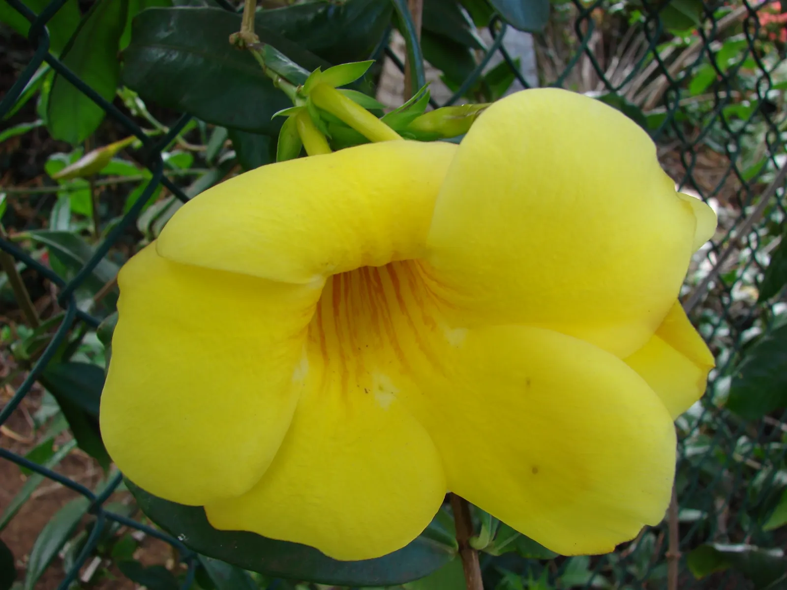 Golden Trumpet, Allamanda (Allamanda Cathartica) — Adds a lush, tropical flair to any landscape; with a spread of 3 to 4 feet if well-maintained, image 56