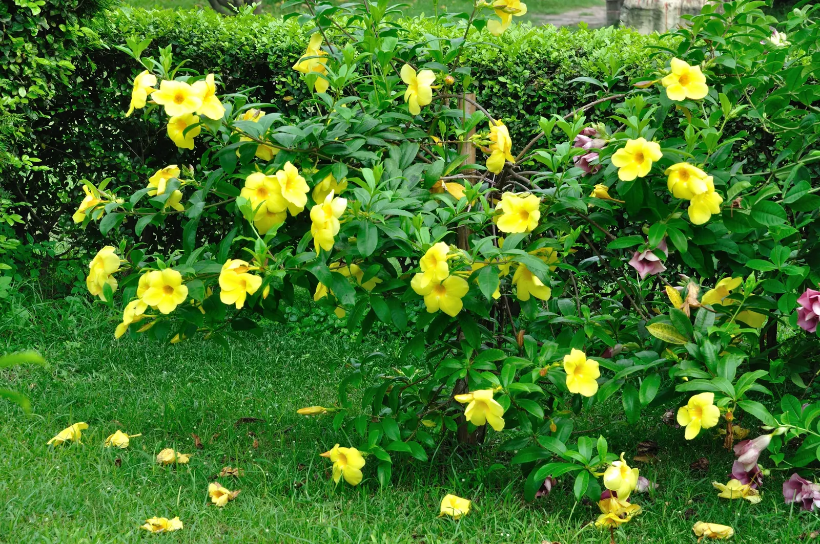 Golden Trumpet, Allamanda (Allamanda Cathartica) — the Golden Trumpet can reach heights between 4 to 6 feet
