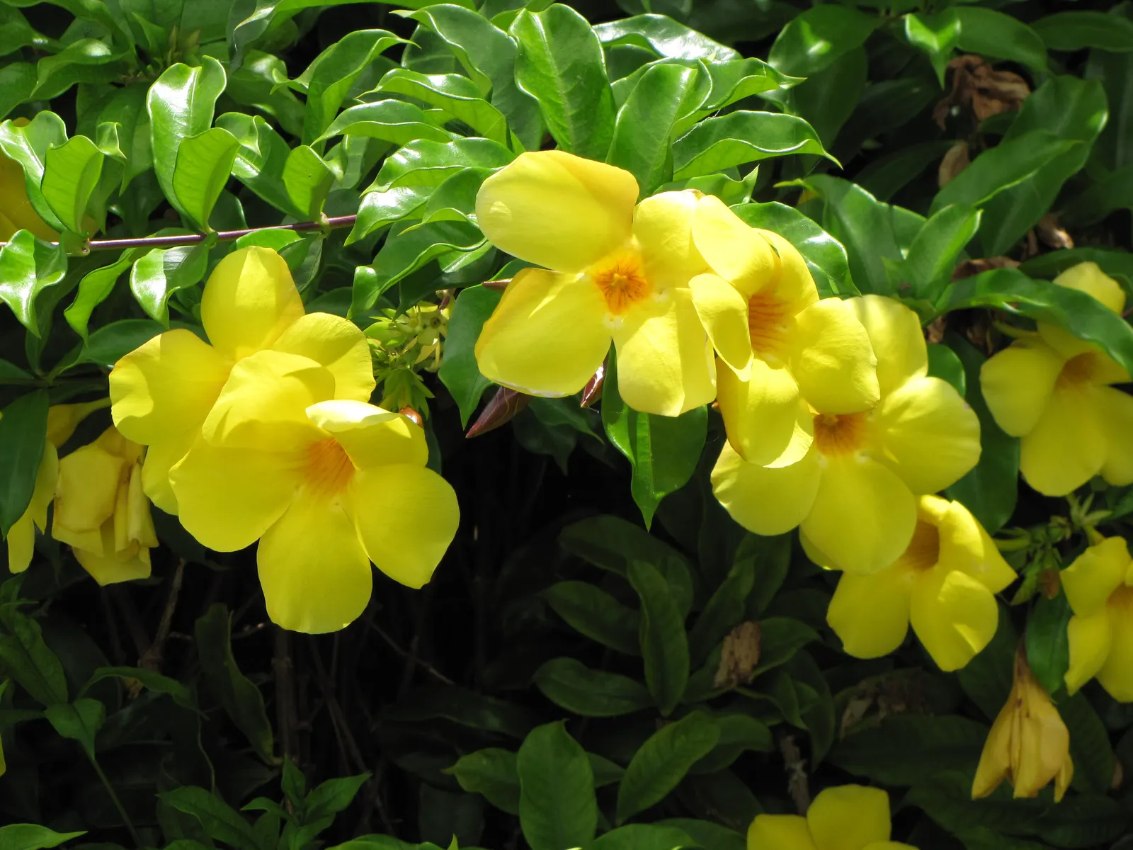 Golden Trumpet, Allamanda (Allamanda Cathartica) — measuring up to 5 inches in diameter; and maintained at a mildly acidic to neutral pH, image 135