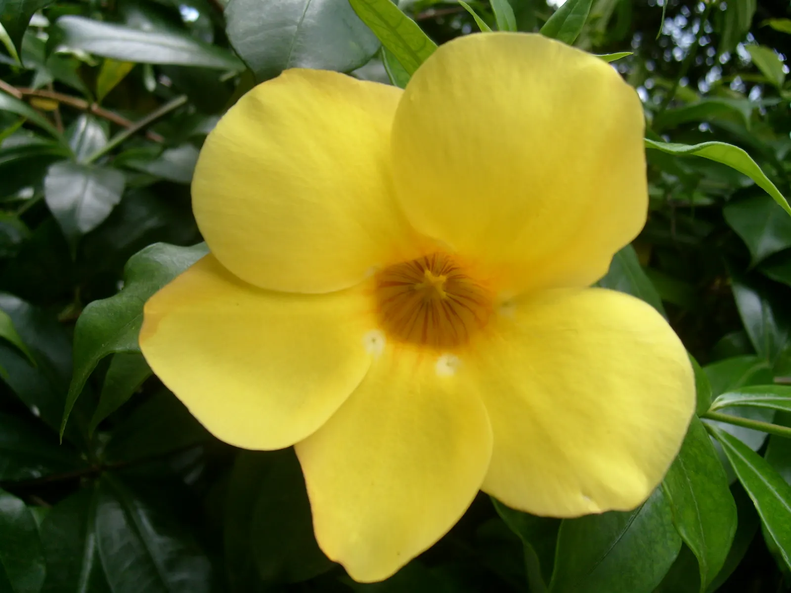 Golden Trumpet, Allamanda (Allamanda Cathartica) — tropical plant that offers a stunning visual display for any landscape design; golden-yellow, image 58