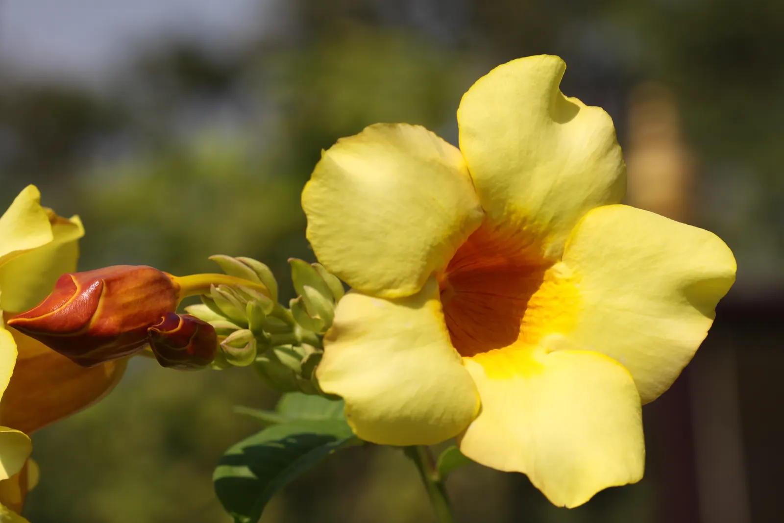 Golden Trumpet, Allamanda (Allamanda Cathartica) — shrub / vine with yellow blooms; it requires a minimum of 6 hours of sunlight daily