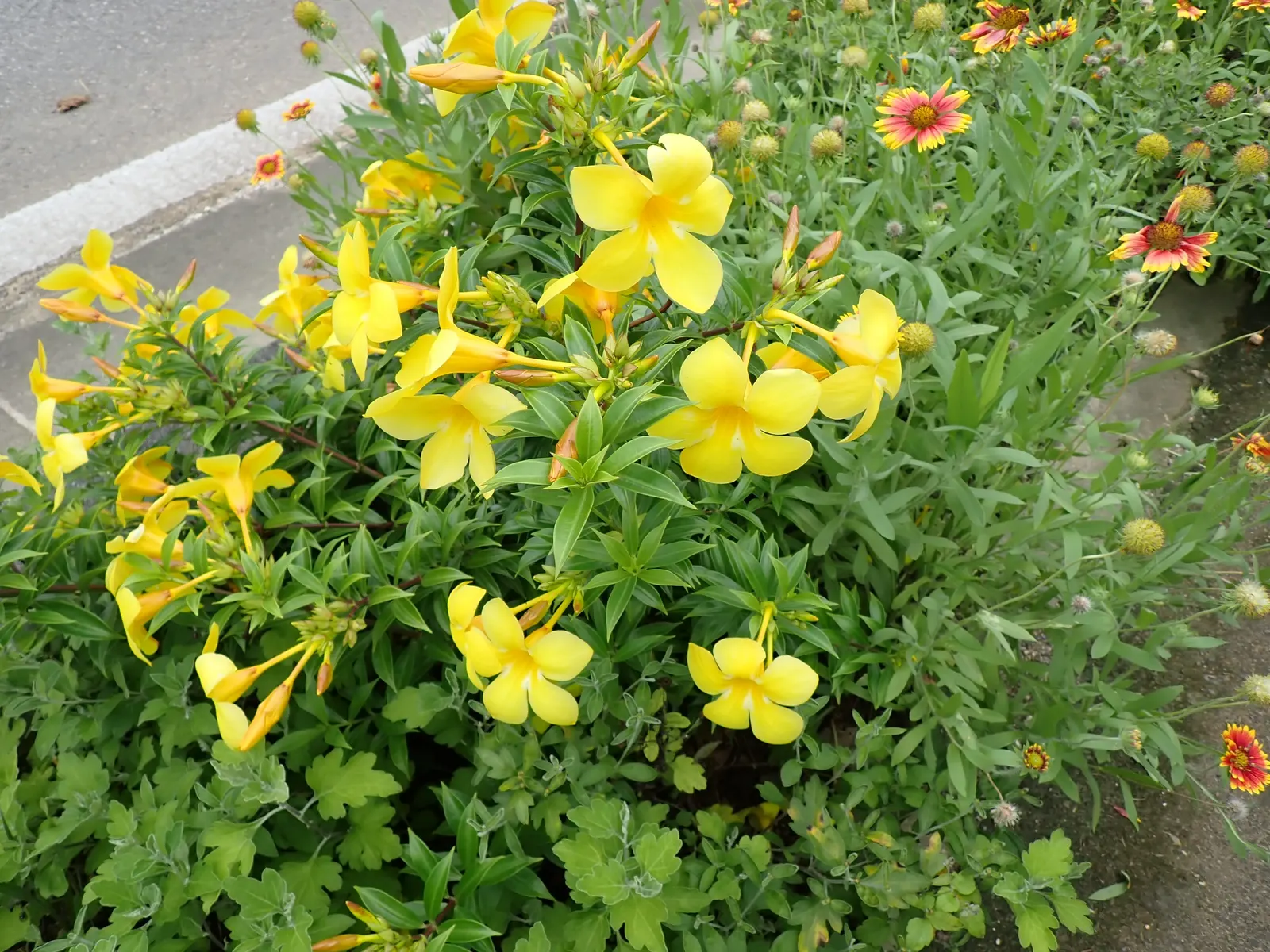 Golden Trumpet, Allamanda (Allamanda Cathartica) — measuring up to 5 inches in diameter; and maintained at a mildly acidic to neutral pH level.<br><br>Frequent
