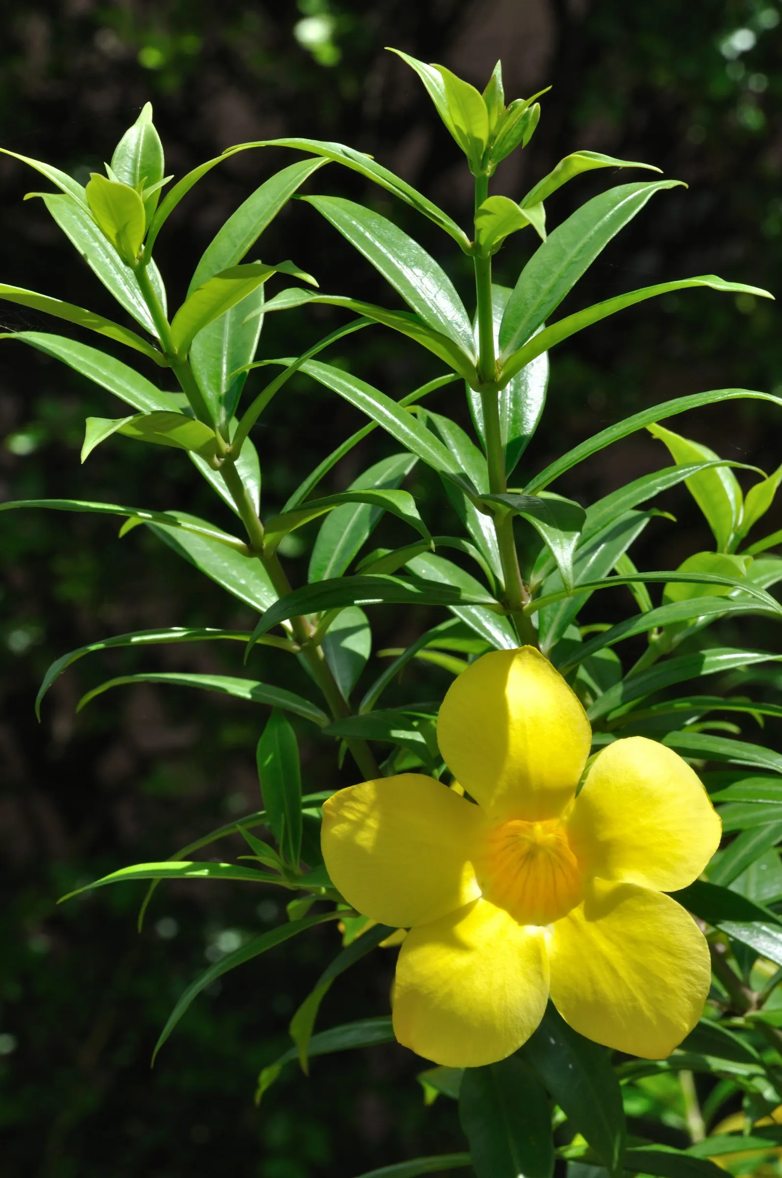 Golden Trumpet, Allamanda (Allamanda Cathartica) — Regular pruning - not only to shape but also to control its spread - is recommended; which can, image 95