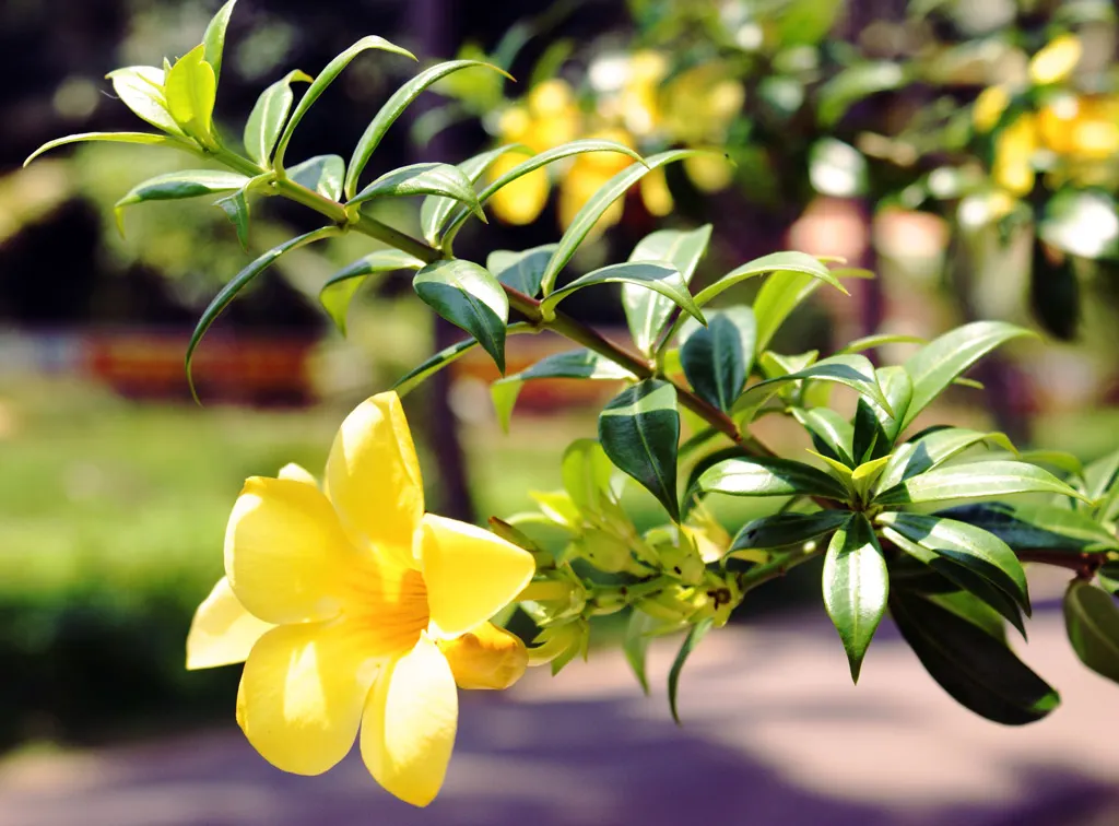 Golden Trumpet, Allamanda (Allamanda Cathartica) — and maintained at a mildly acidic to neutral pH level.<br><br>Frequent watering is necessary, image 67
