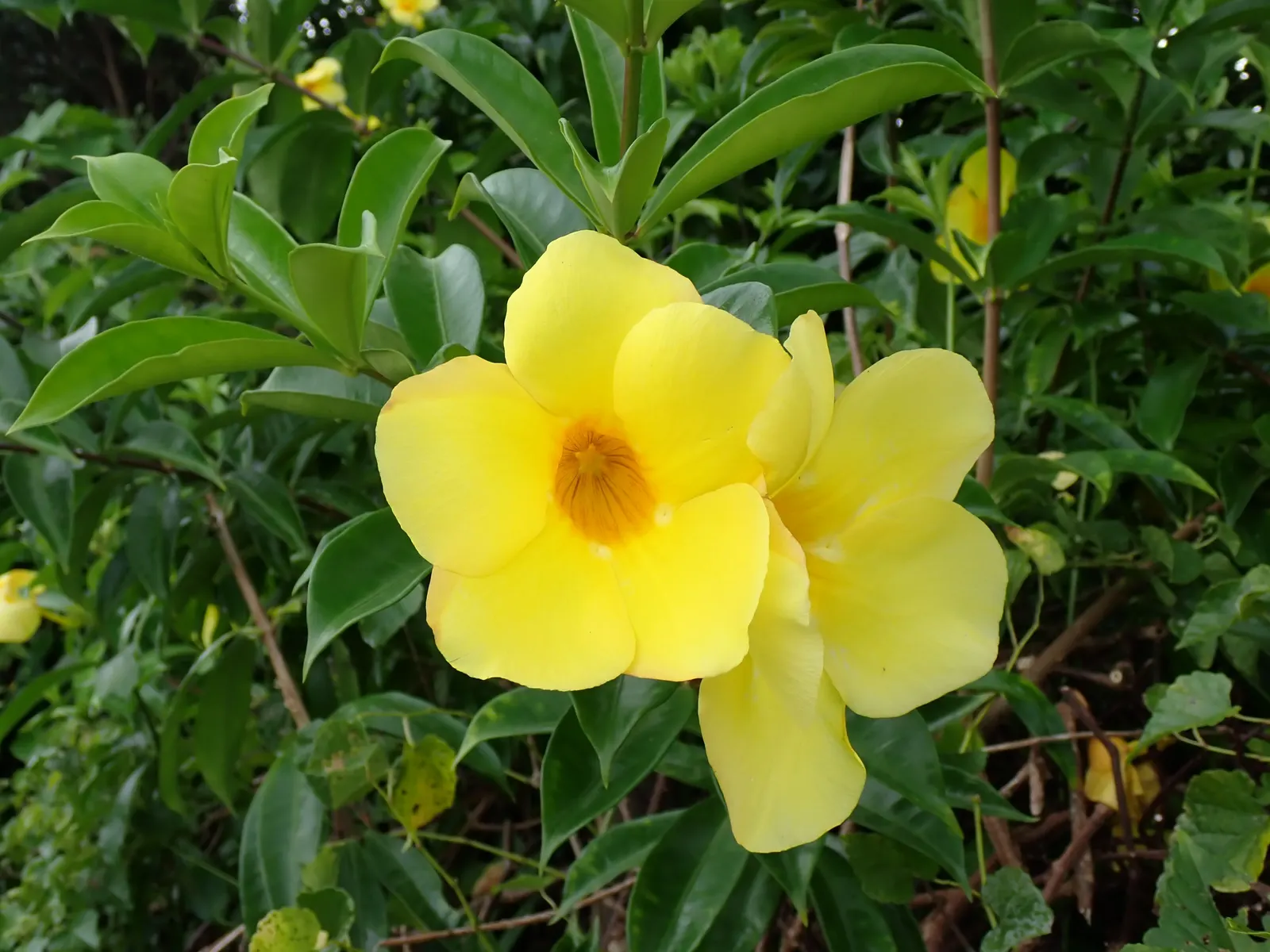 Golden Trumpet, Allamanda (Allamanda Cathartica) — shrub / vine for full; allowing it to form a breathtaking natural tapestry of rich green and, image 75