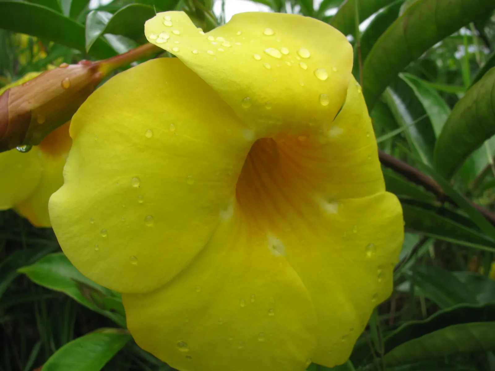 Golden Trumpet, Allamanda (Allamanda Cathartica) — shrub / vine for full; allowing it to form a breathtaking natural tapestry of rich green and, image 150