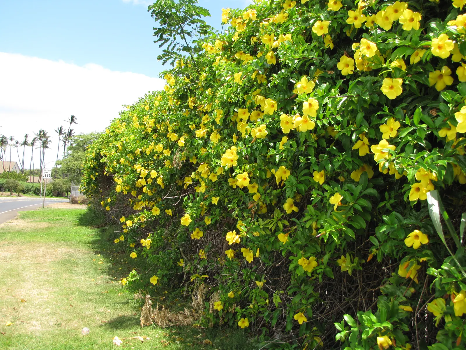 Golden Trumpet, Allamanda (Allamanda Cathartica) — It showcases glossy leaves and stunning trumpet-shaped; present a striking contrast against the, image 127