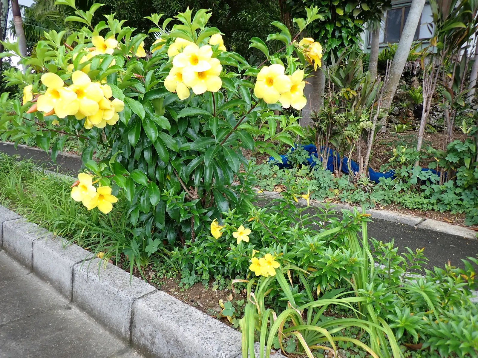 Golden Trumpet, Allamanda (Allamanda Cathartica) — Adds a lush, tropical flair to any landscape; with a spread of 3 to 4 feet if well-maintained, image 156