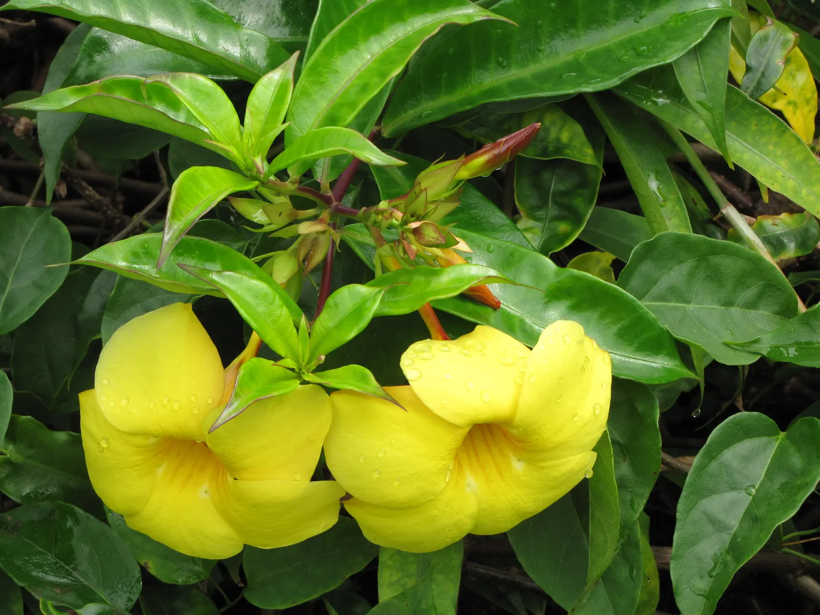 Golden Trumpet, Allamanda (Allamanda Cathartica) — but care must be taken to avoid waterlogged conditions; yellow flowers in the garden, image 143