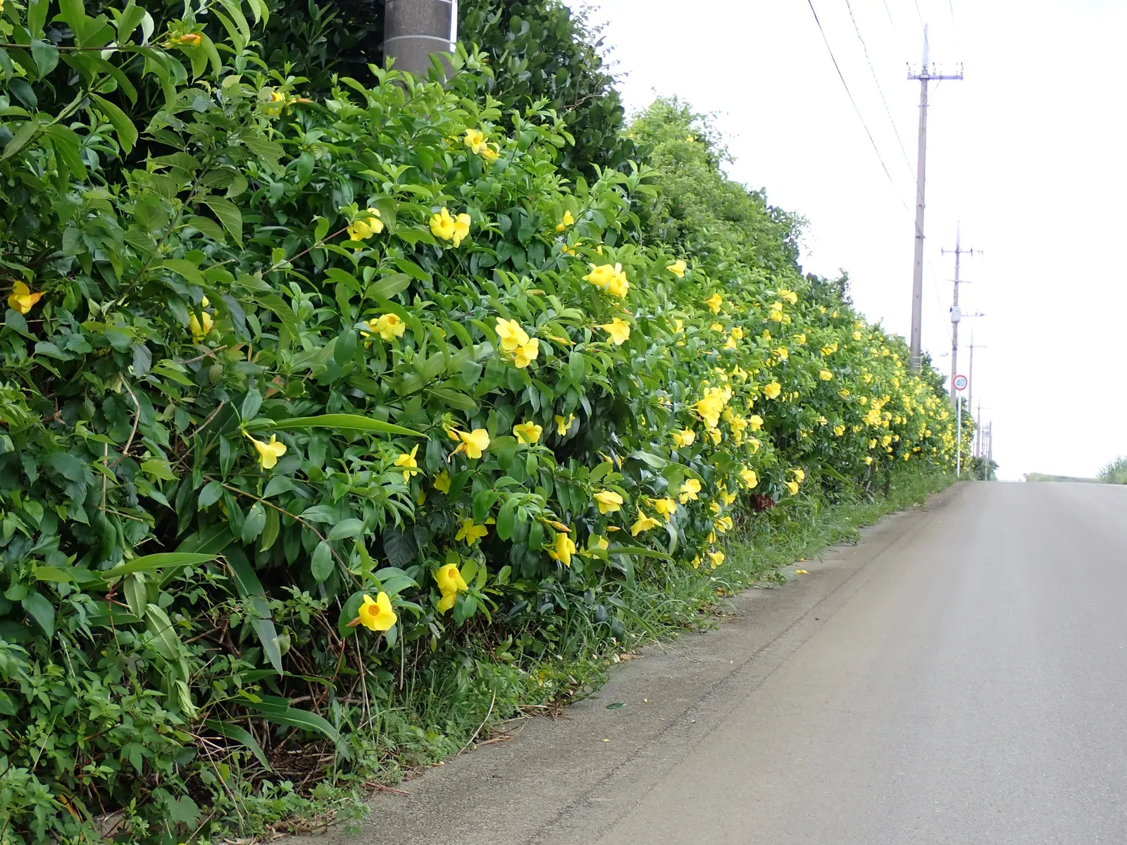 Golden Trumpet, Allamanda (Allamanda Cathartica) — the Golden Trumpet can reach heights between 4 to 6 feet, image 138
