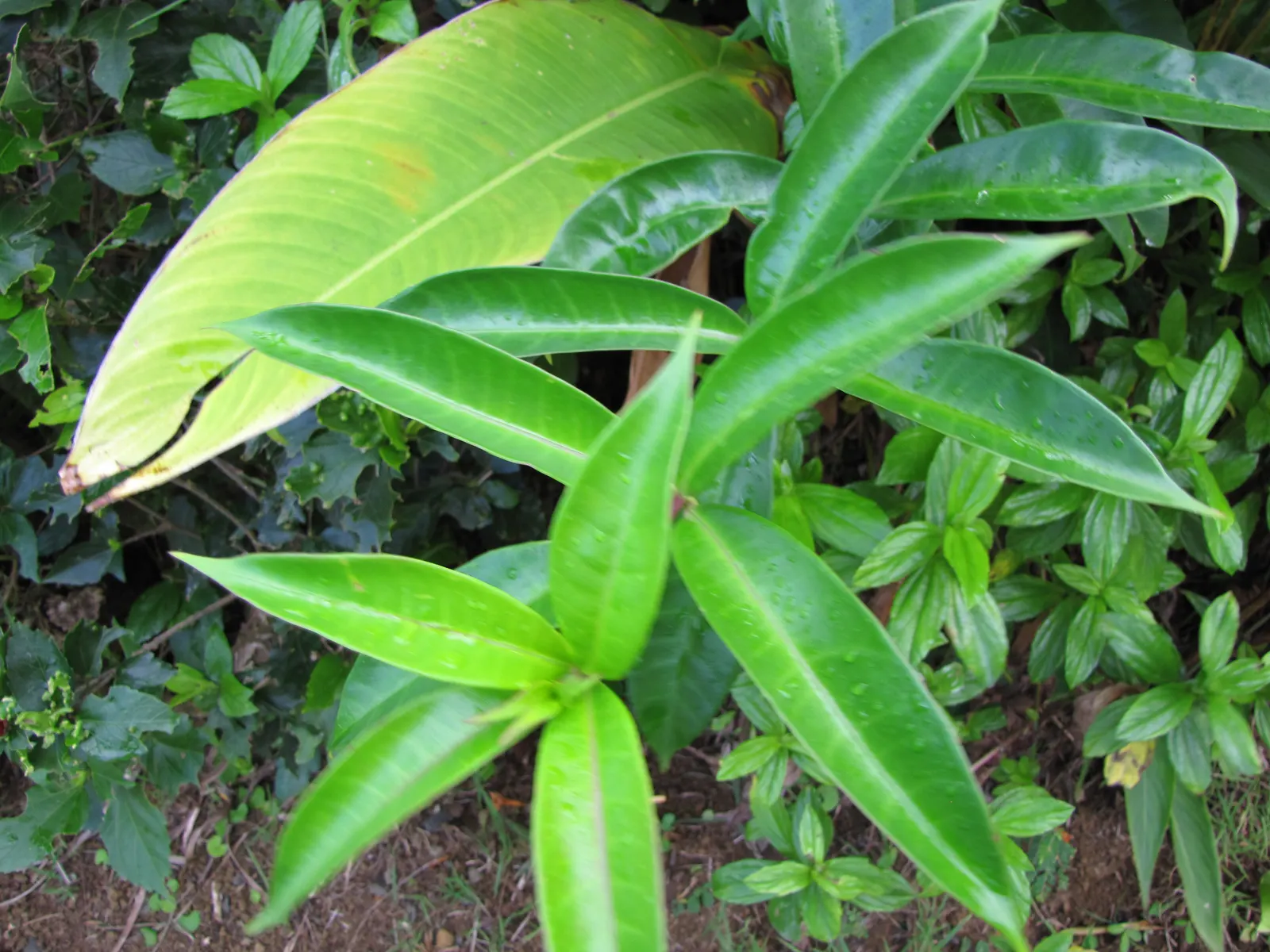 Golden Trumpet, Allamanda (Allamanda Cathartica) — it requires a minimum of 6 hours of sunlight daily; it showcases glossy leaves and stunning, image 65