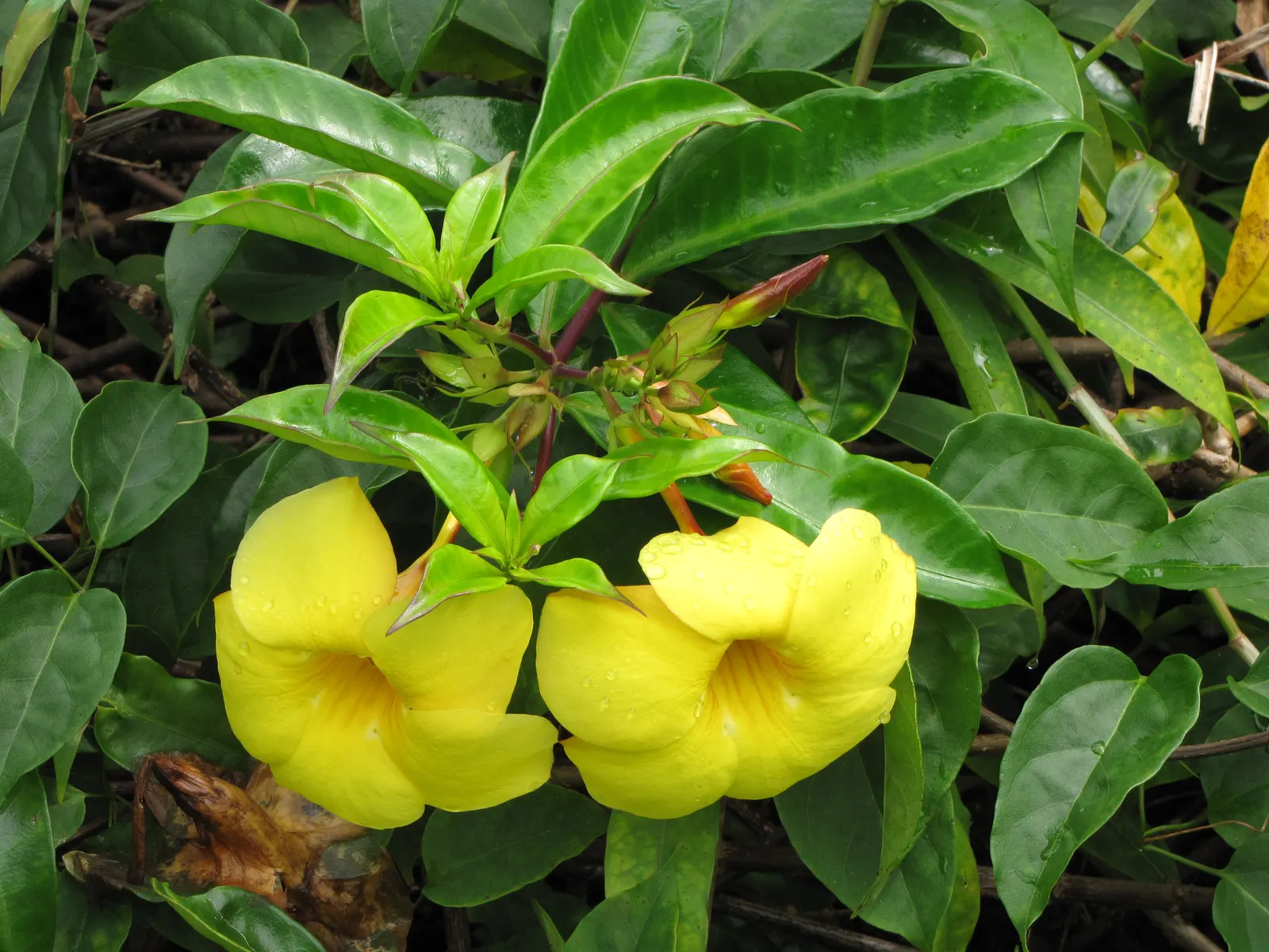 Golden Trumpet, Allamanda (Allamanda Cathartica) — Regular pruning maintains shape, and caution is advised as sap may cause skin irritation, image 155
