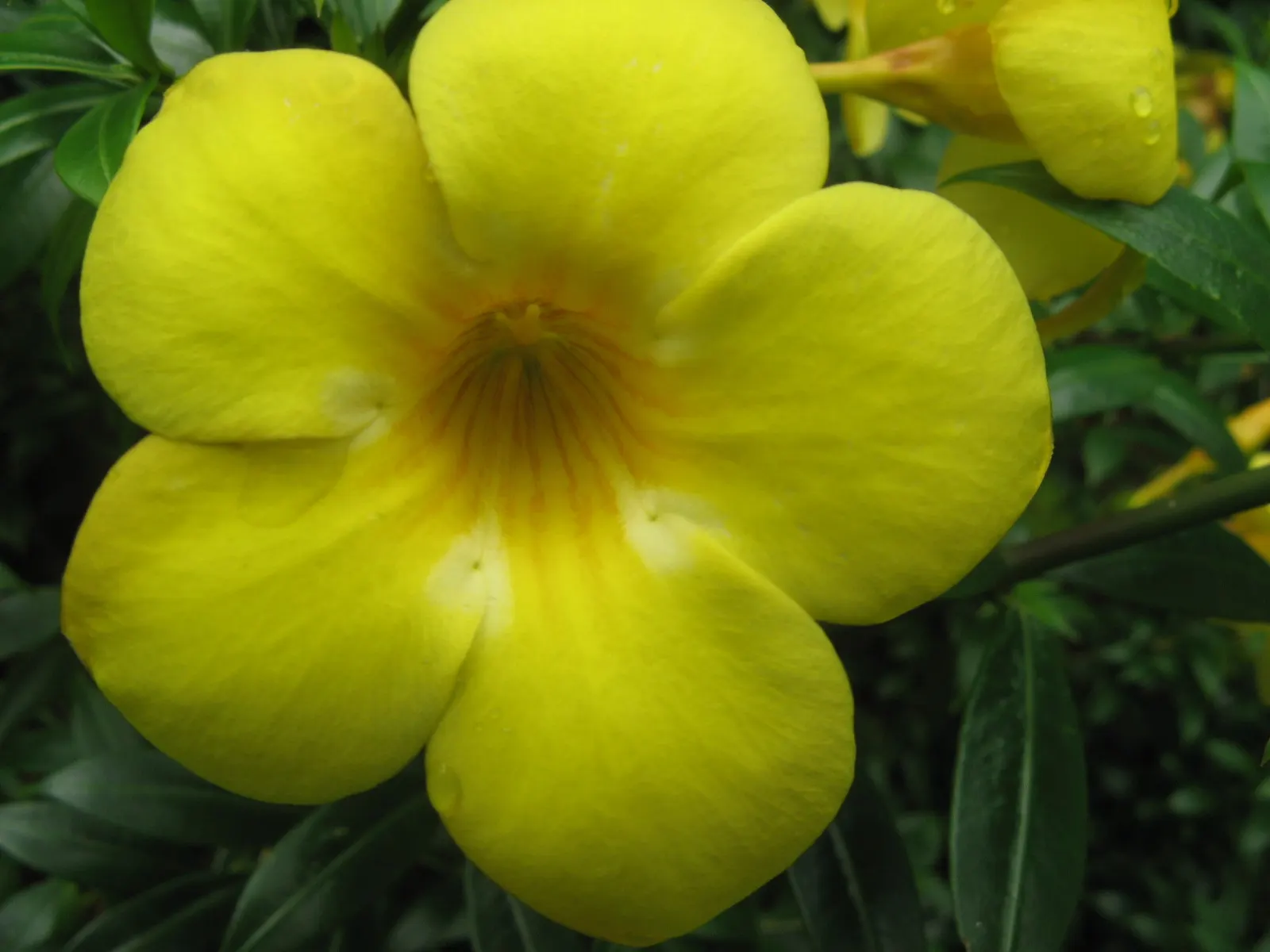 Golden Trumpet, Allamanda (Allamanda Cathartica) — It showcases glossy leaves and stunning trumpet-shaped; present a striking contrast against the, image 102