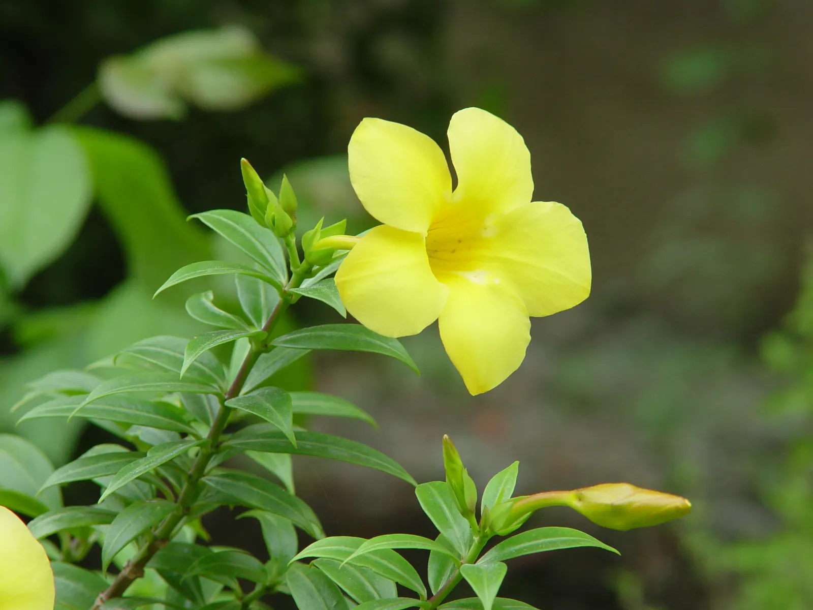 Golden Trumpet, Allamanda (Allamanda Cathartica) — commonly referred to as the Golden Trumpet