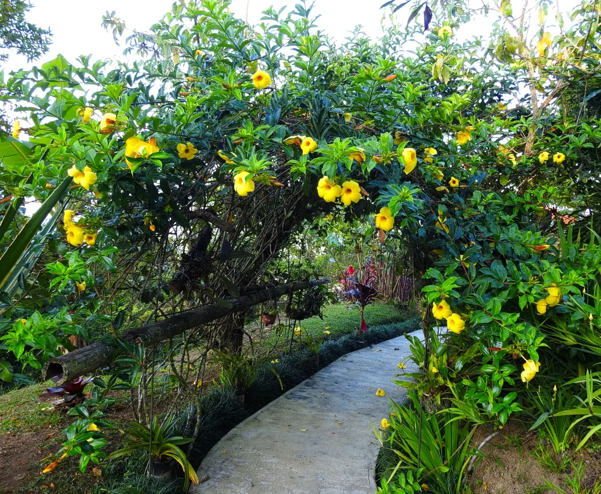 Golden Trumpet, Allamanda (Allamanda Cathartica) — the Golden Trumpet is ideal for covering trellises or fences; it is important to note that, image 96