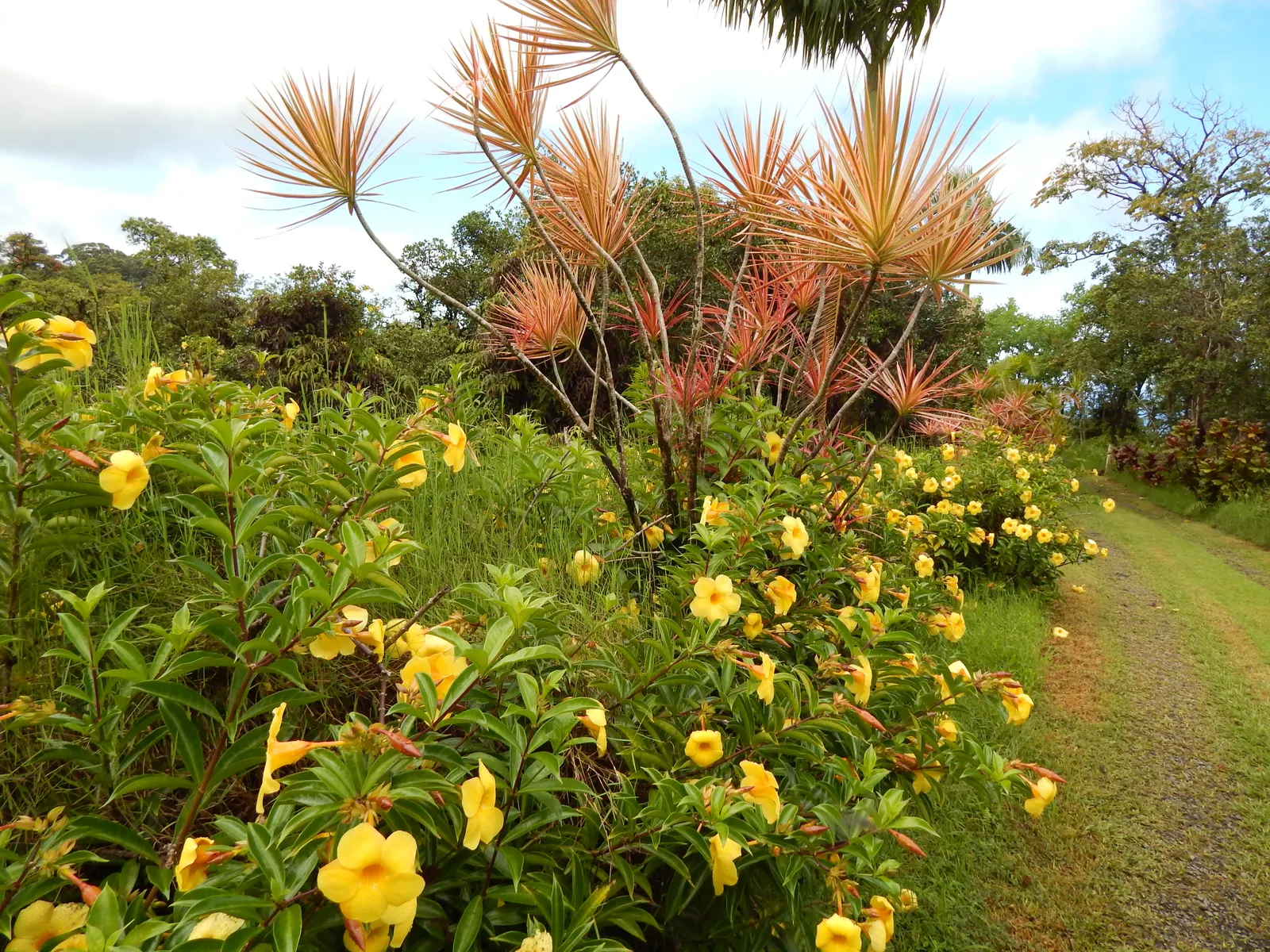 Golden Trumpet, Allamanda (Allamanda Cathartica) — yellow flowers in the garden; tropical plant that offers a stunning visual display for any, image 123