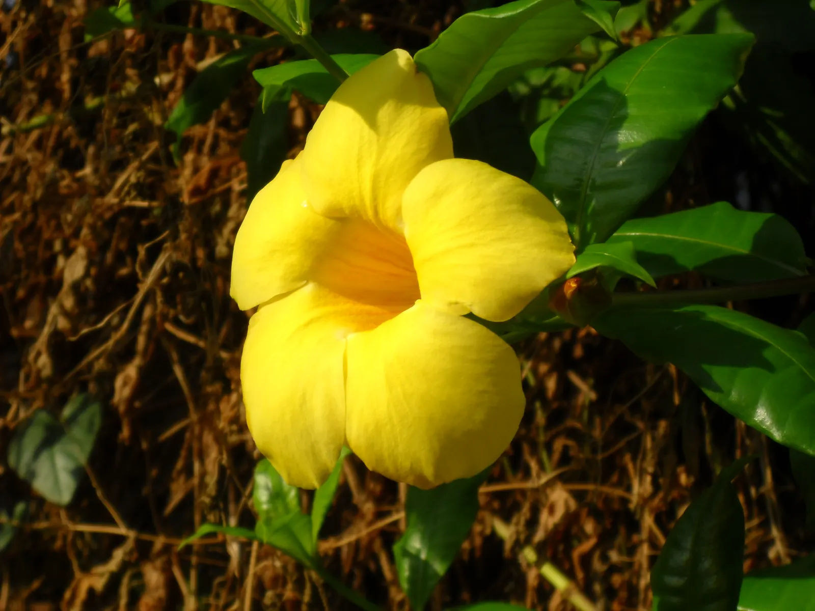 Golden Trumpet, Allamanda (Allamanda Cathartica) — Regular pruning - not only to shape but also to control its spread - is recommended; which can, image 145