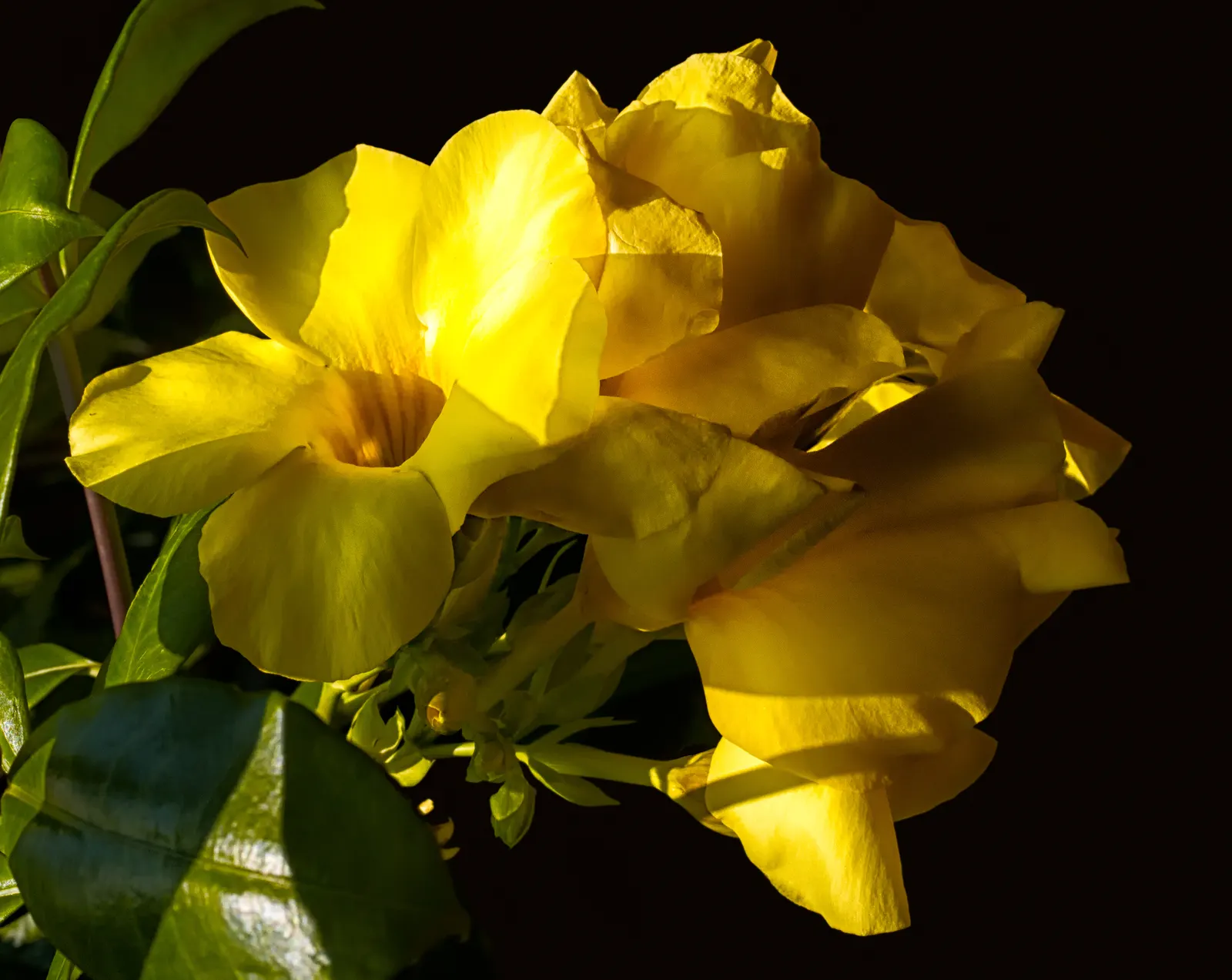 Golden Trumpet, Allamanda (Allamanda Cathartica) — yellow flowers in the garden; tropical plant that offers a stunning visual display for any, image 73
