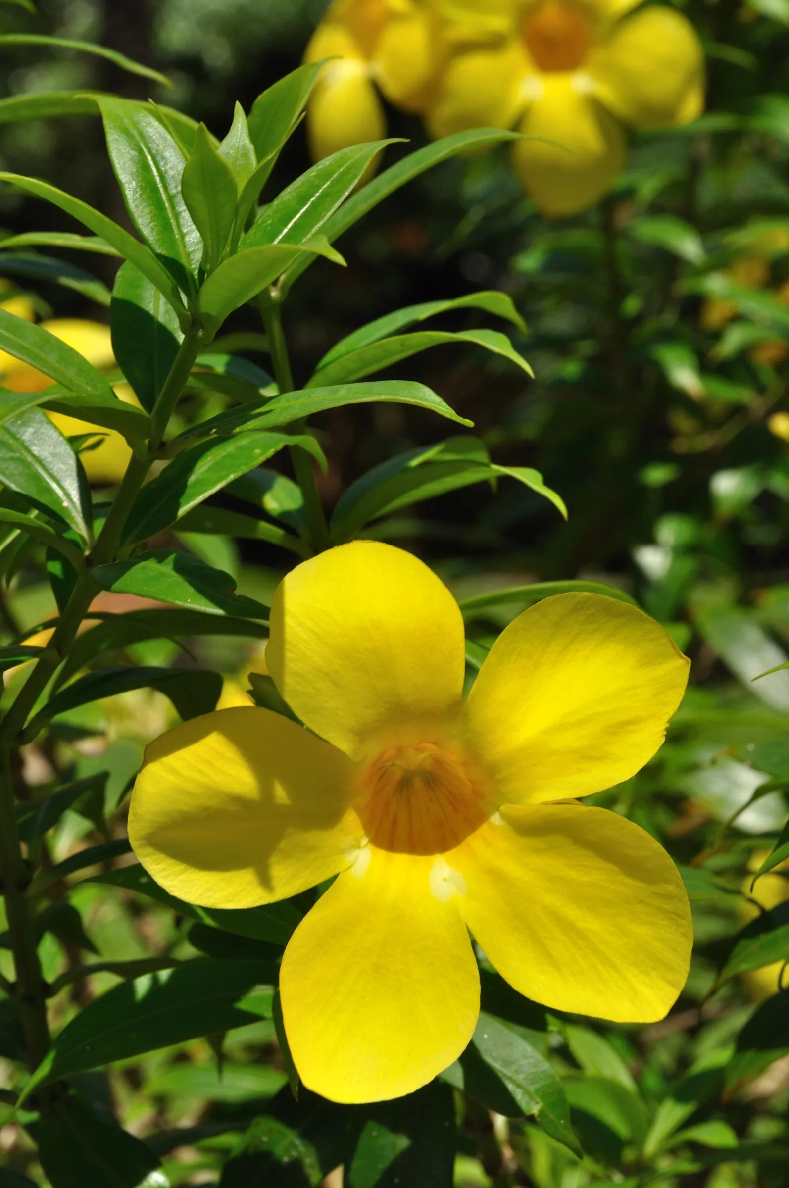 Golden Trumpet, Allamanda (Allamanda Cathartica) — Adds a lush, tropical flair to any landscape; with a spread of 3 to 4 feet if well-maintained, image 106