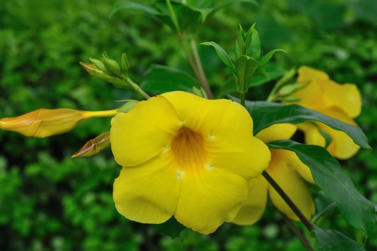Golden Trumpet, Allamanda (Allamanda Cathartica) — present a striking contrast against the plant's glossy; shrub / vine with yellow blooms