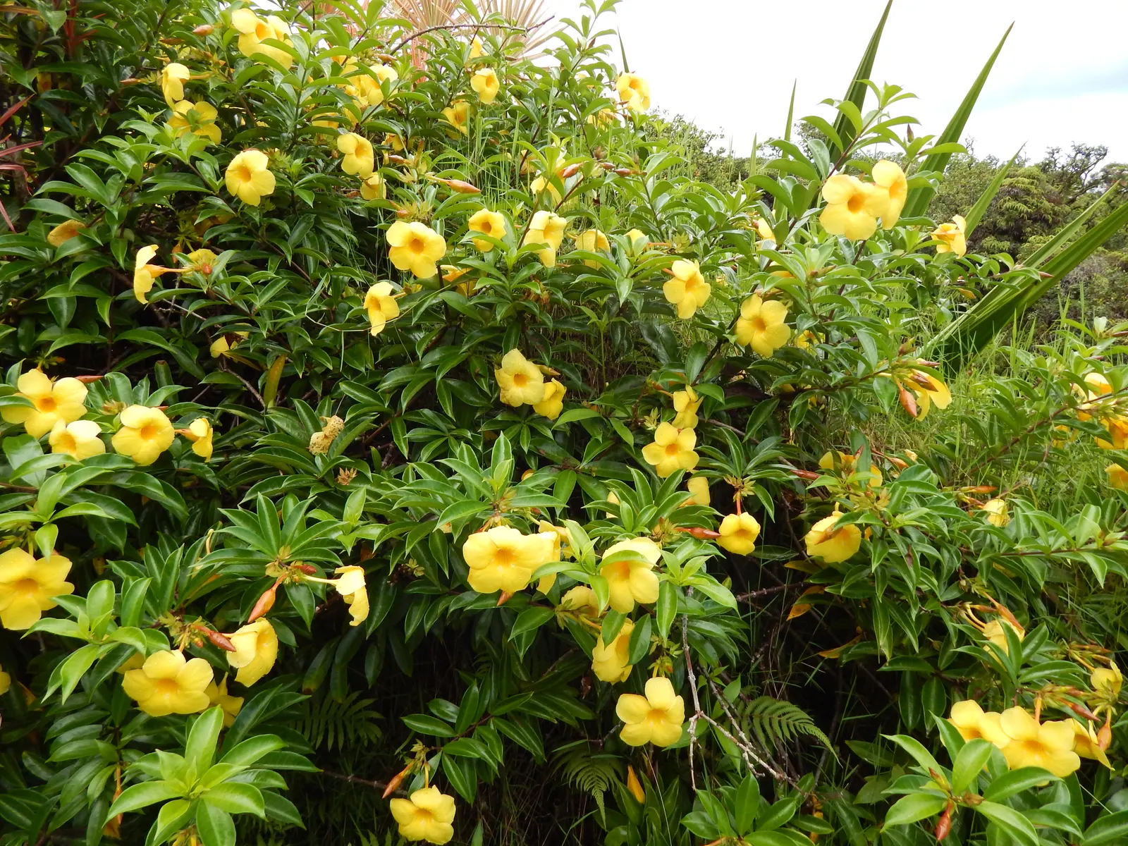 Golden Trumpet, Allamanda (Allamanda Cathartica) — but care must be taken to avoid waterlogged conditions; yellow flowers in the garden, image 168