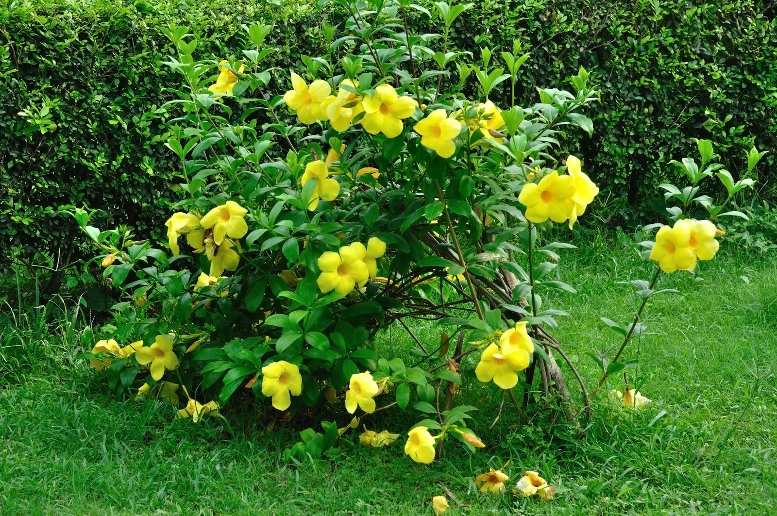 Golden Trumpet, Allamanda (Allamanda Cathartica) — it requires a minimum of 6 hours of sunlight daily; it showcases glossy leaves and stunning, image 165