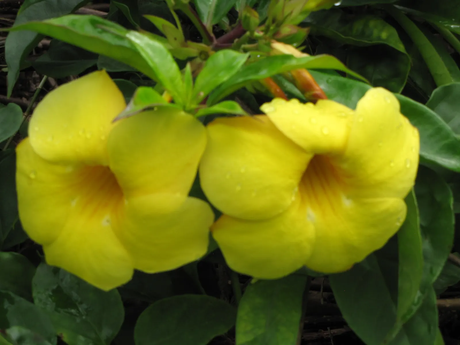 Golden Trumpet, Allamanda (Allamanda Cathartica) — which can grow up to 6 inches long.<br><br>Given its vigorous growth habits; adds a lush, image 162