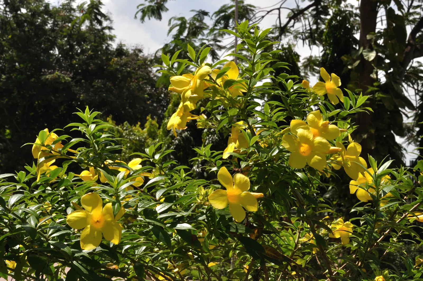 Golden Trumpet, Allamanda (Allamanda Cathartica) — shrub / vine for full; allowing it to form a breathtaking natural tapestry of rich green and, image 125