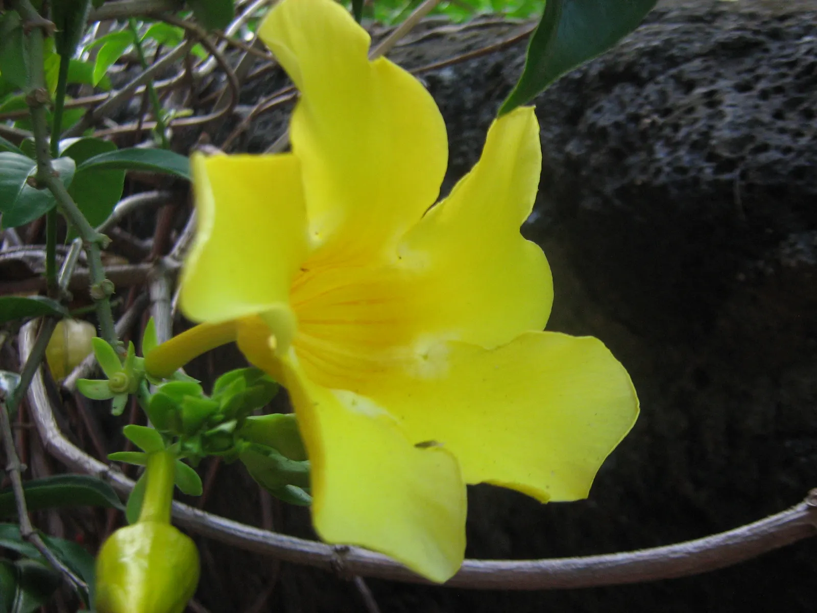 Golden Trumpet, Allamanda (Allamanda Cathartica) — tropical plant that offers a stunning visual display for any landscape design; golden-yellow, image 108