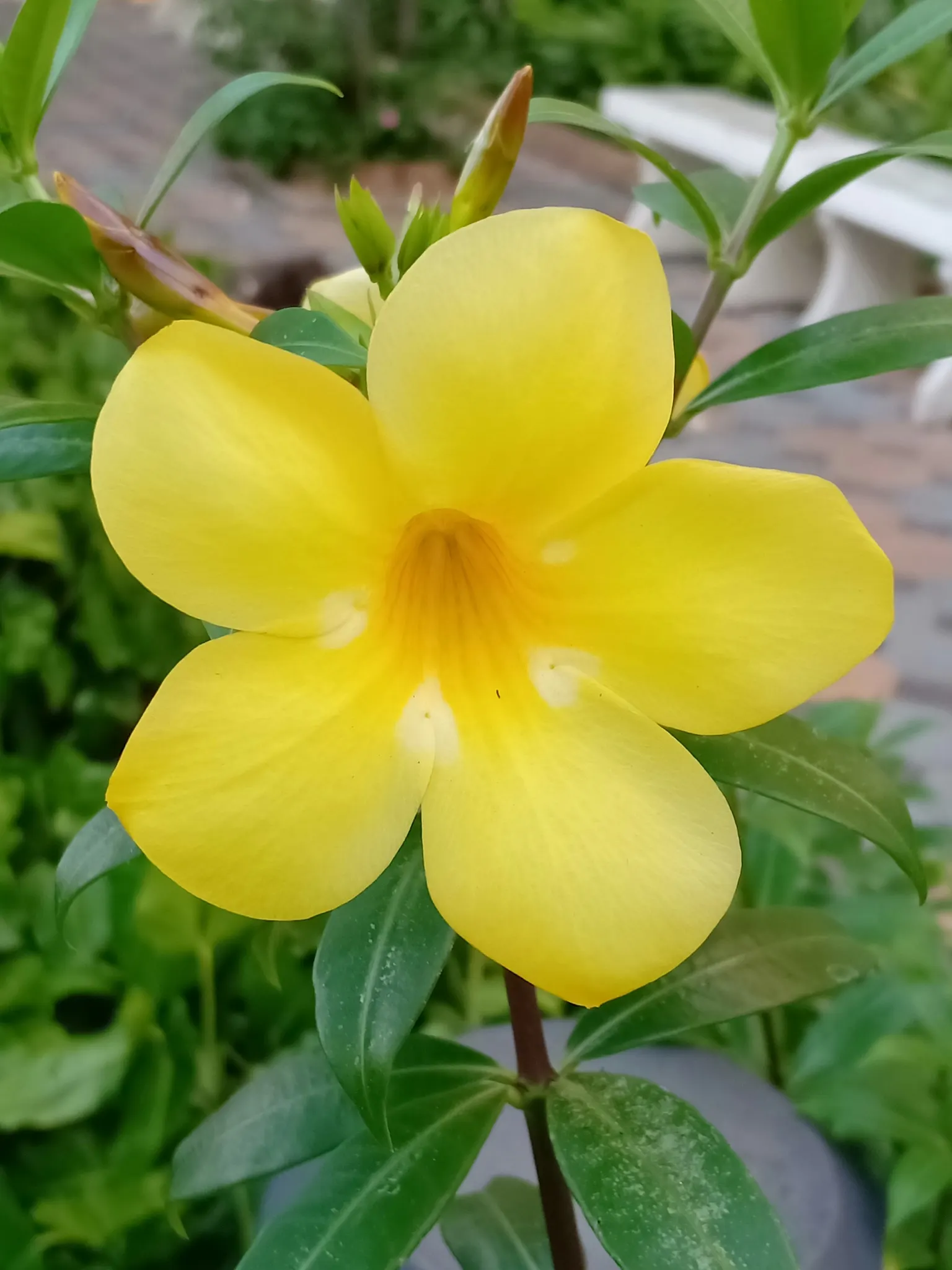 Golden Trumpet, Allamanda (Allamanda Cathartica) — it is important to note that Allamanda cathartica contains compounds that are toxic if ingested, image 144