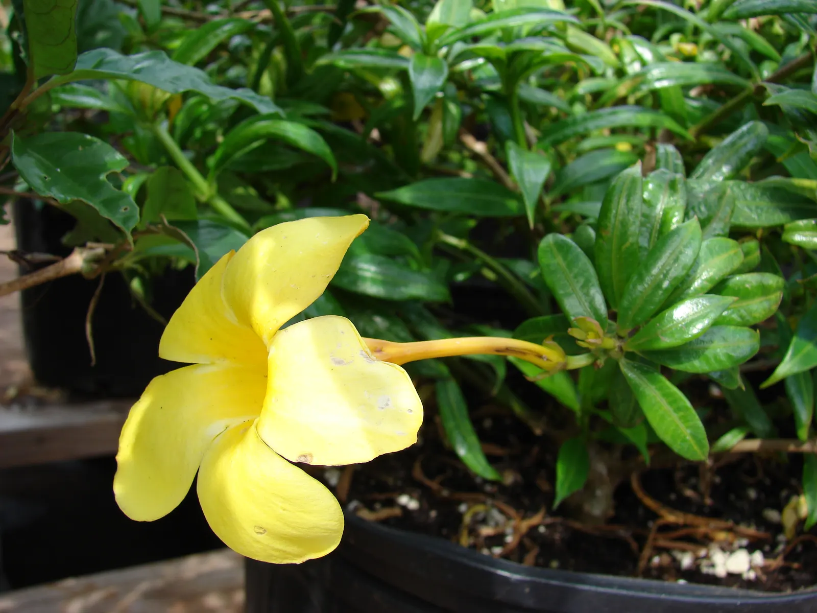 Golden Trumpet, Allamanda (Allamanda Cathartica) — The Allamanda cathartica, commonly known as the Golden Trumpet, is a vibrant, evergreen climber; thriving in