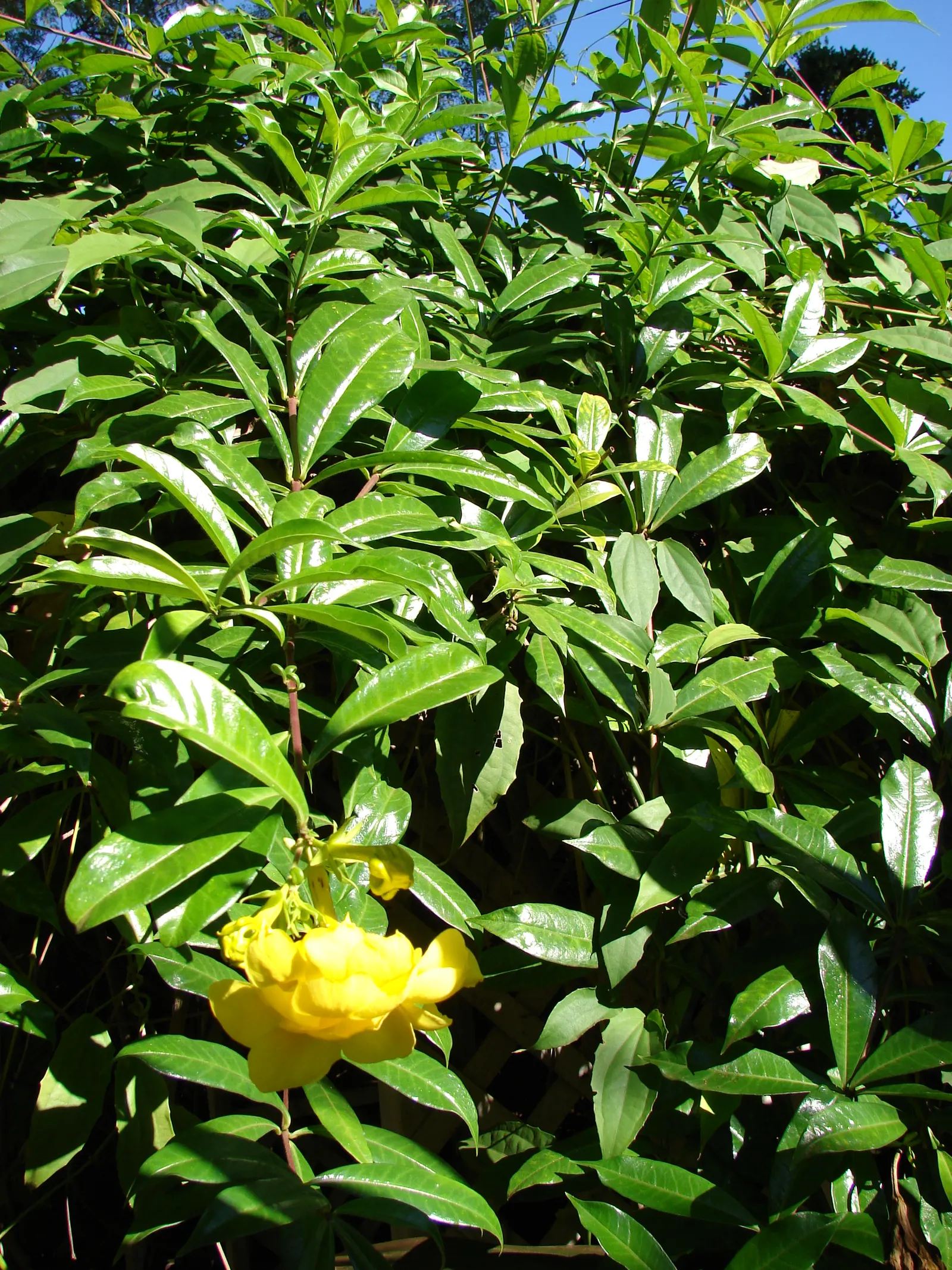 Golden Trumpet, Allamanda (Allamanda Cathartica) — Soil should be well-draining; this evergreen climber thrives in USDA zones 9 to 11 and is, image 91