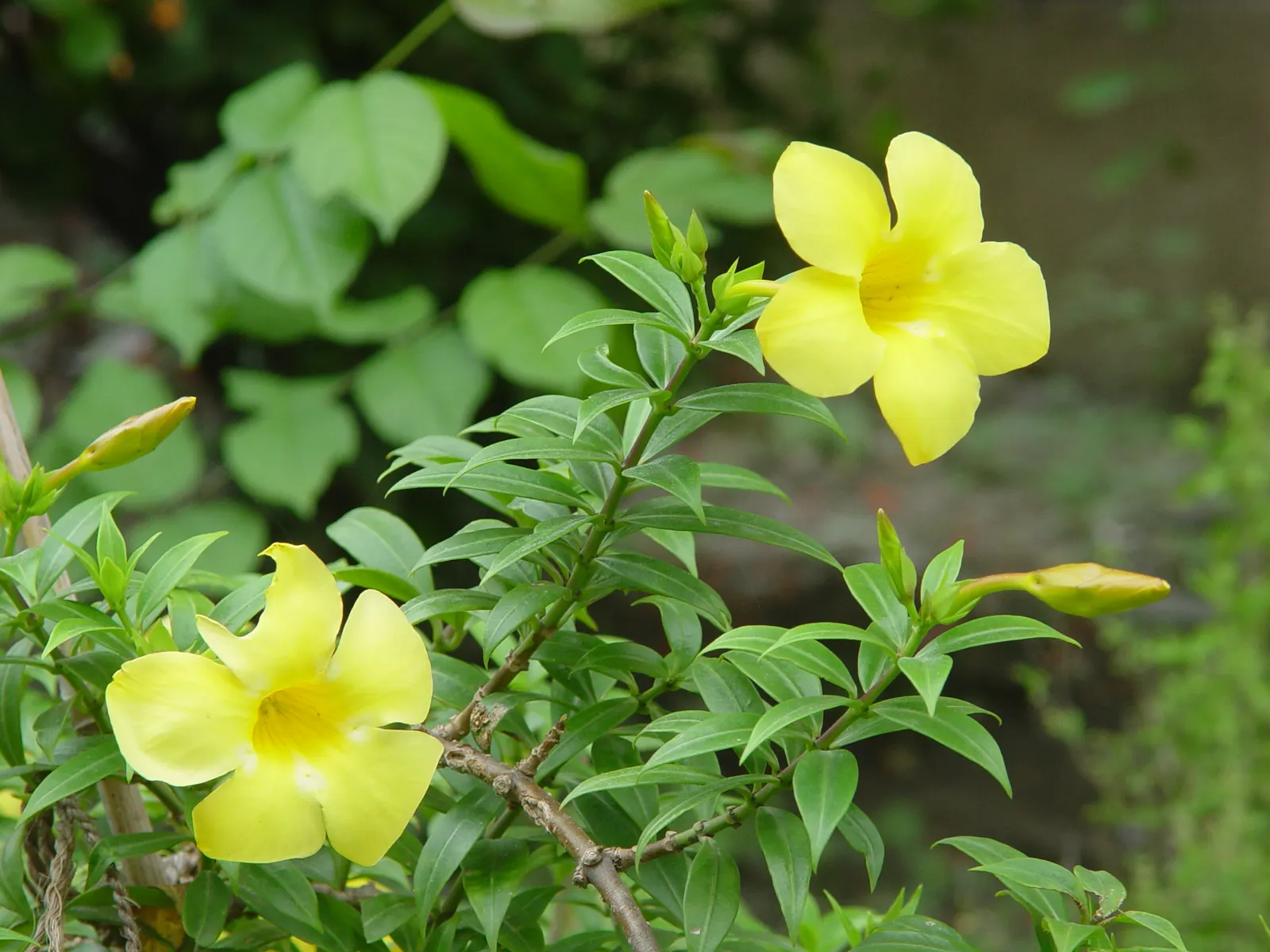 Golden Trumpet, Allamanda (Allamanda Cathartica) — The Allamanda cathartica, commonly known as the Golden Trumpet, is a vibrant, evergreen climber, image 76
