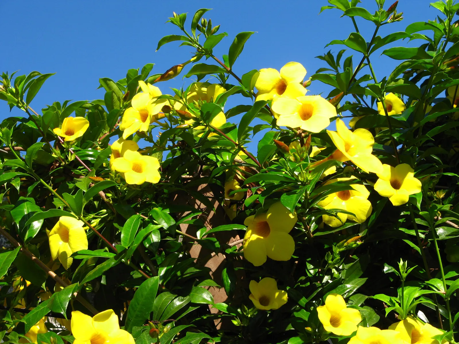 Golden Trumpet, Allamanda (Allamanda Cathartica) — it is important to note that Allamanda cathartica contains compounds that are toxic if ingested, image 94