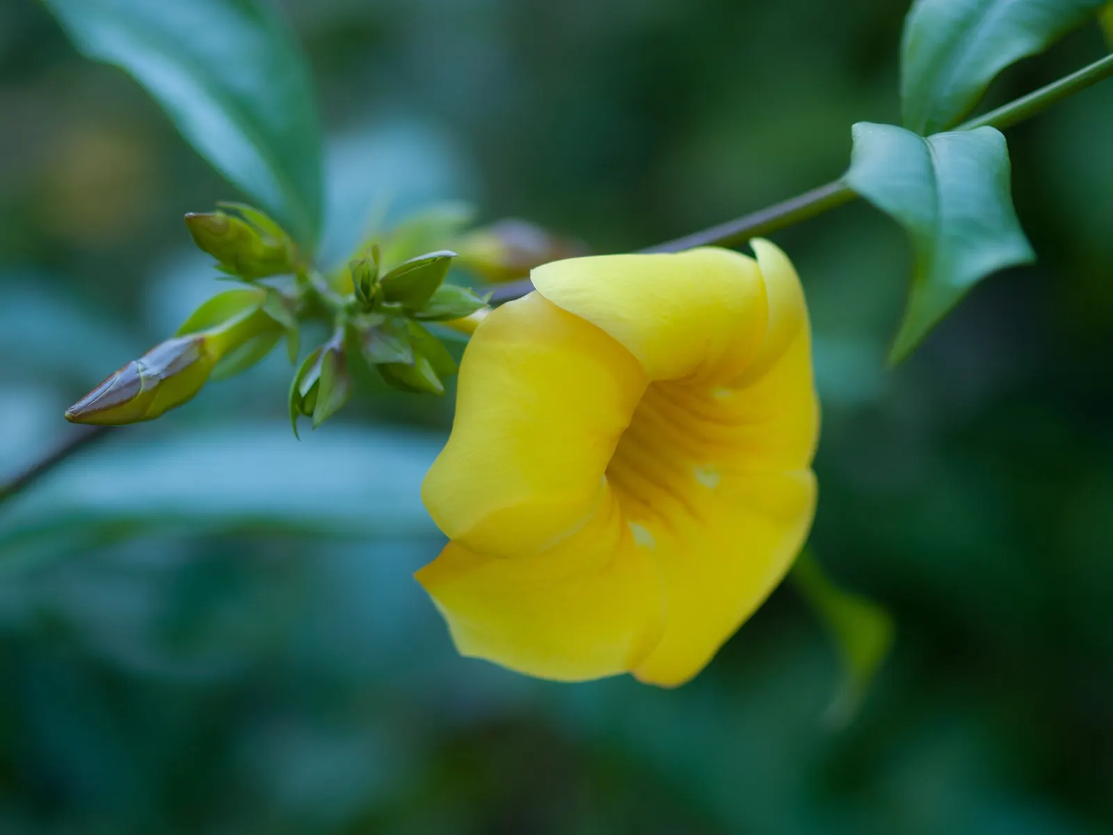 Golden Trumpet, Allamanda (Allamanda Cathartica) — allowing it to form a breathtaking natural tapestry of rich green and gold tones