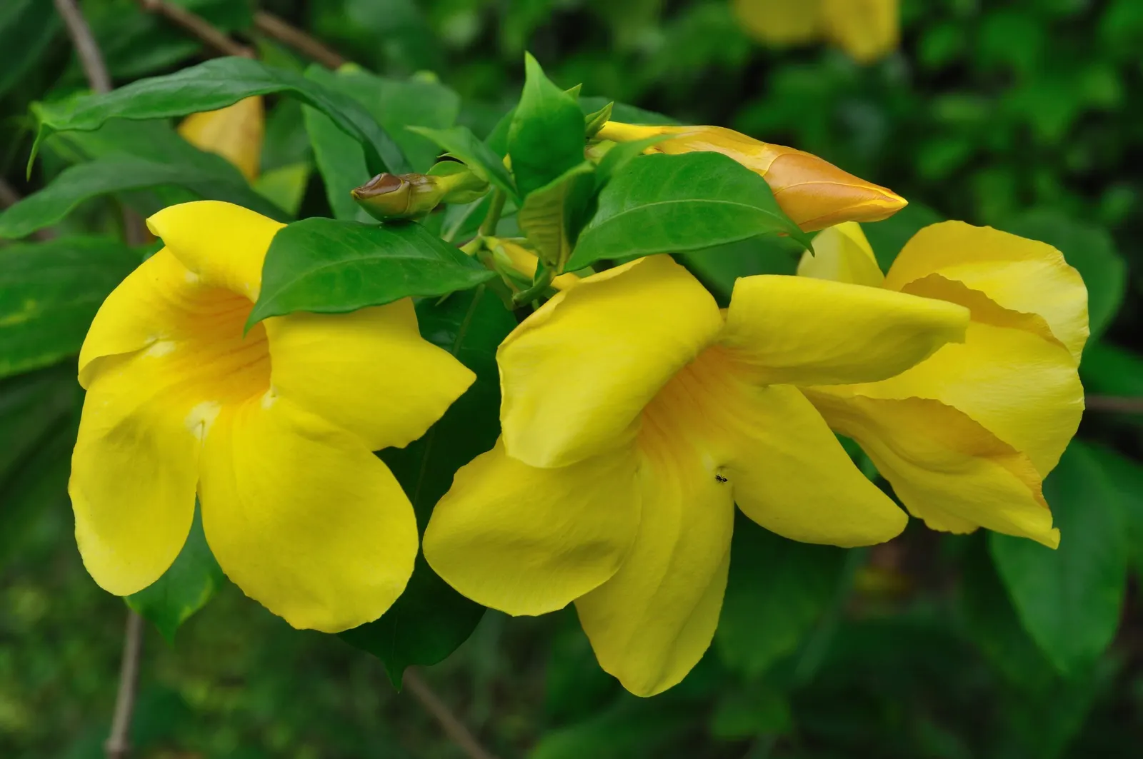 Golden Trumpet, Allamanda (Allamanda Cathartica) — commonly referred to as the Golden Trumpet; the Golden Trumpet is ideal for covering trellises, image 157