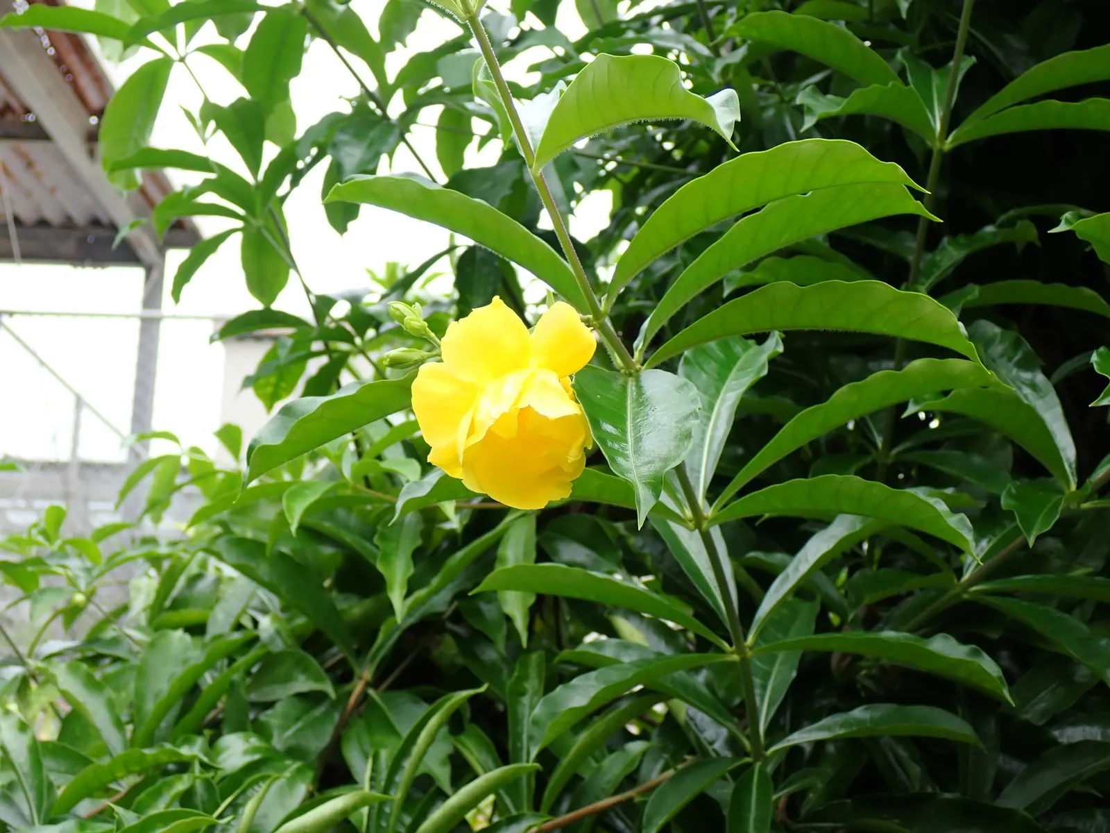 Golden Trumpet, Allamanda (Allamanda Cathartica) — with a spread of 3 to 4 feet if well-maintained; regular pruning - not only to shape but also to, image 89