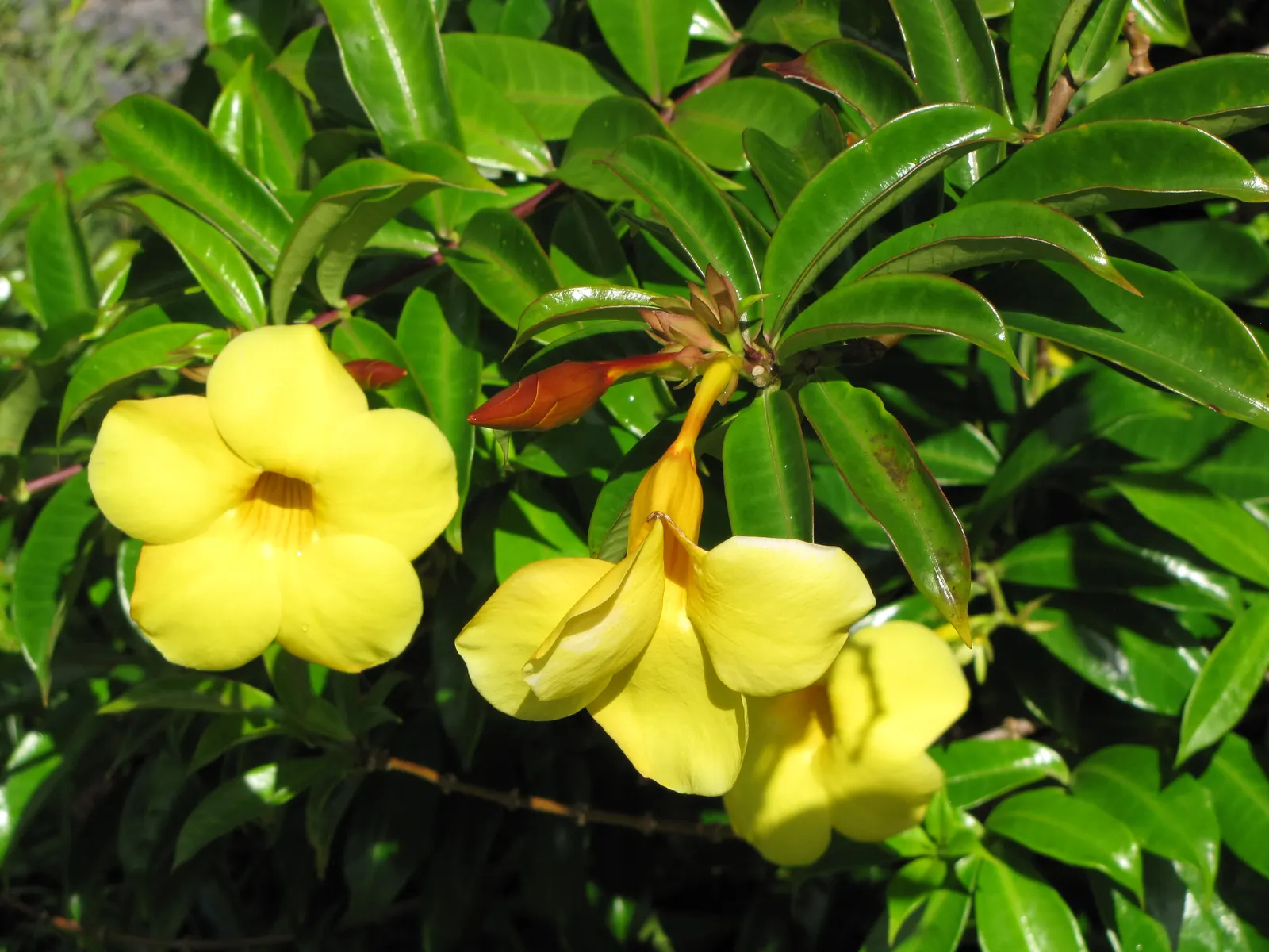 Golden Trumpet, Allamanda (Allamanda Cathartica) — the Golden Trumpet can reach heights between 4 to 6 feet, image 113