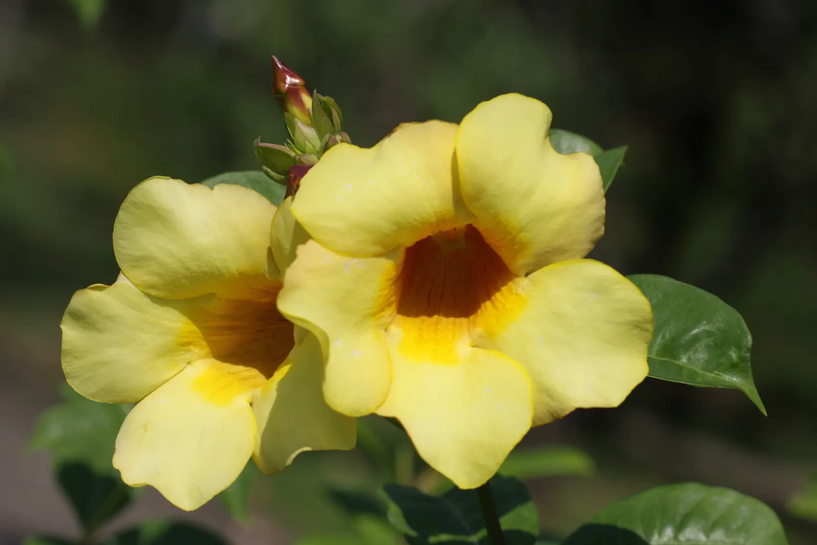Golden Trumpet, Allamanda (Allamanda Cathartica) — it is important to note that Allamanda cathartica contains compounds that are toxic if ingested; regular