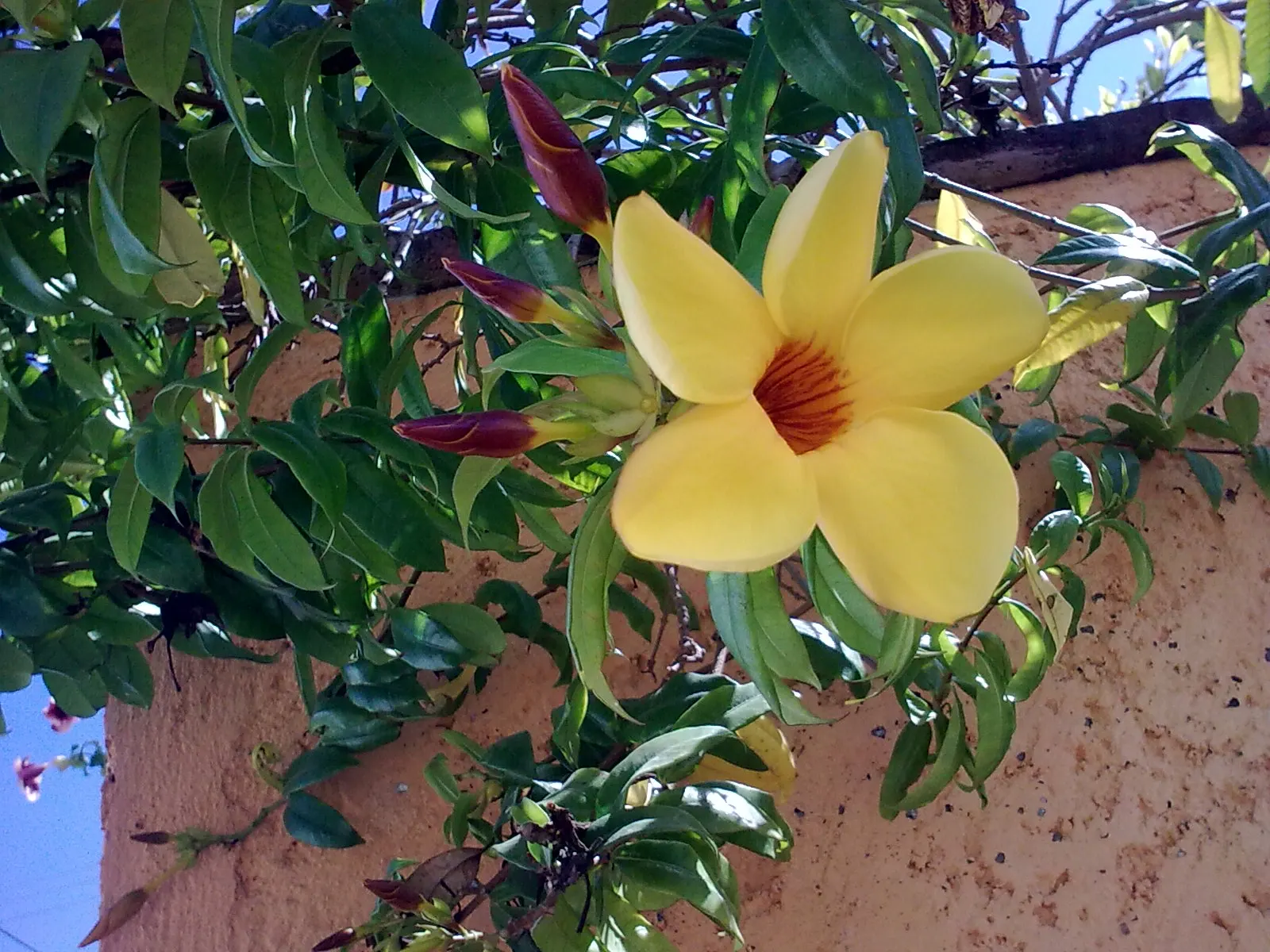 Golden Trumpet, Allamanda (Allamanda Cathartica) — commonly referred to as the Golden Trumpet; the Golden Trumpet is ideal for covering trellises, image 107