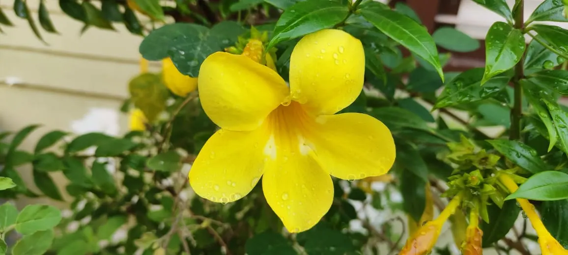 Golden Trumpet, Allamanda (Allamanda Cathartica) — Soil should be well-draining; this evergreen climber thrives in USDA zones 9 to 11 and is, image 166