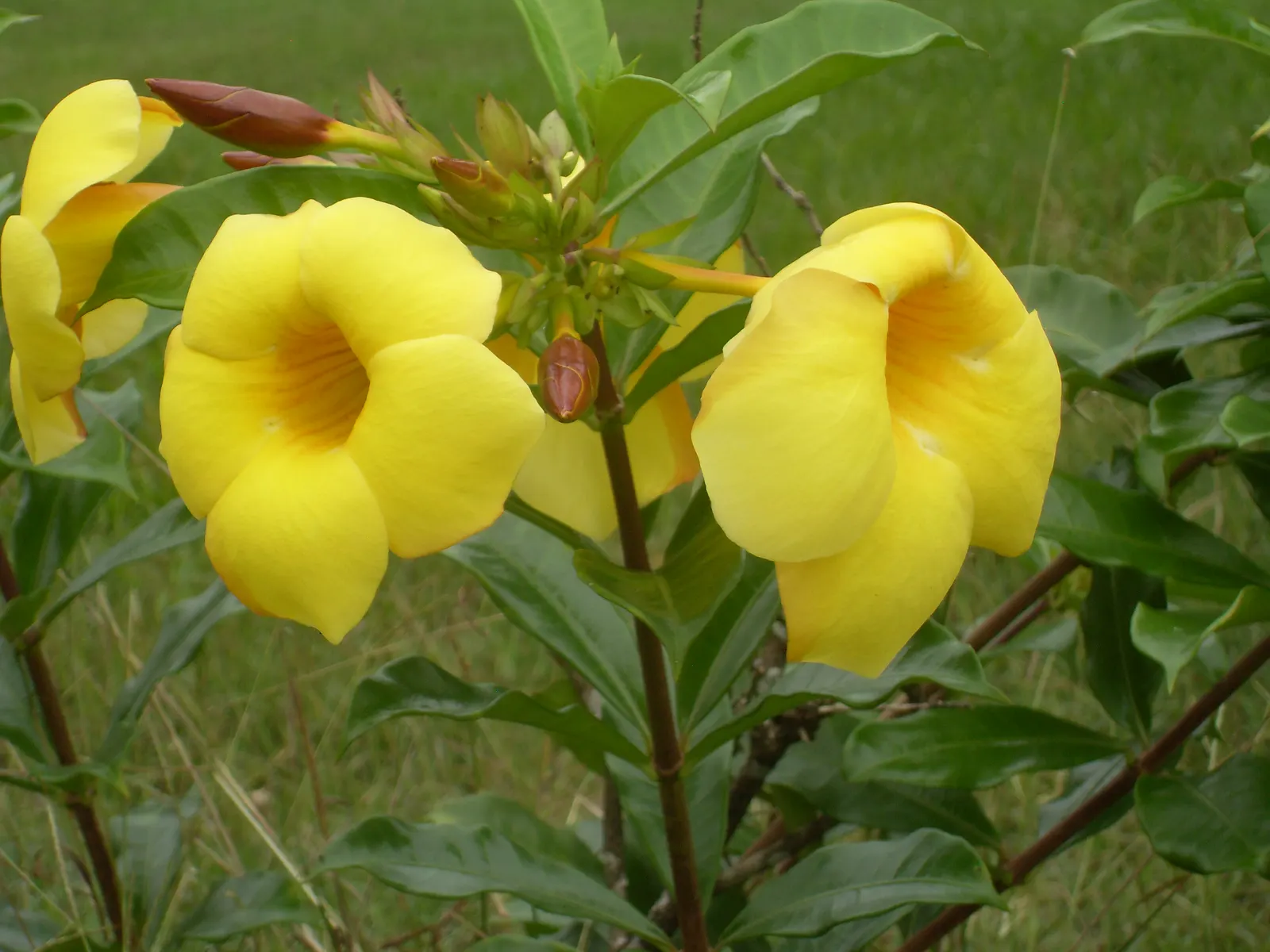 Golden Trumpet, Allamanda (Allamanda Cathartica) — it is important to note that Allamanda cathartica contains compounds that are toxic if ingested, image 169