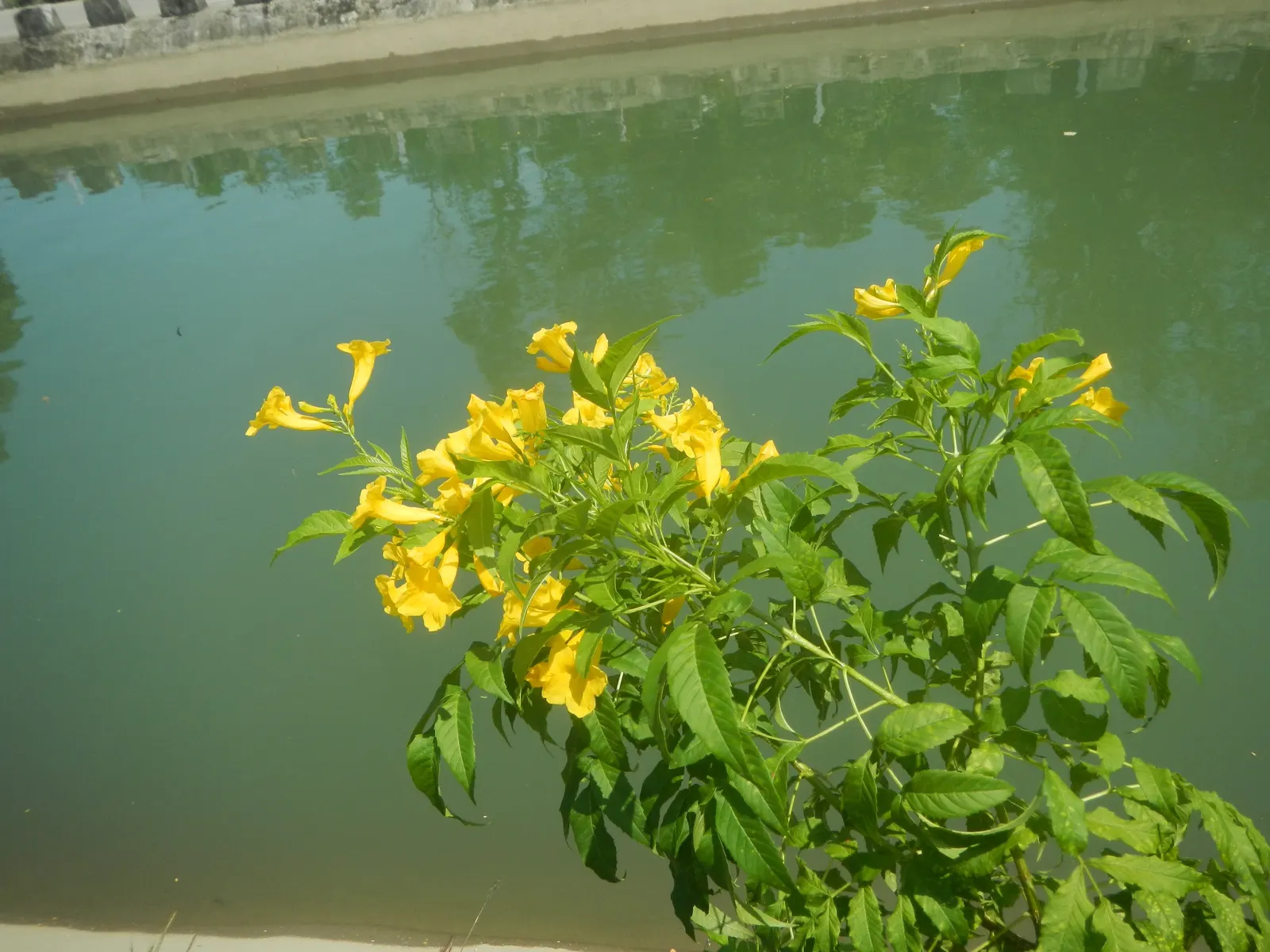 Golden Trumpet, Allamanda (Allamanda Cathartica) — Thriving in USDA zones 9-11, it prefers full sun and well-draining soil, reaching heights of 15-20 feet